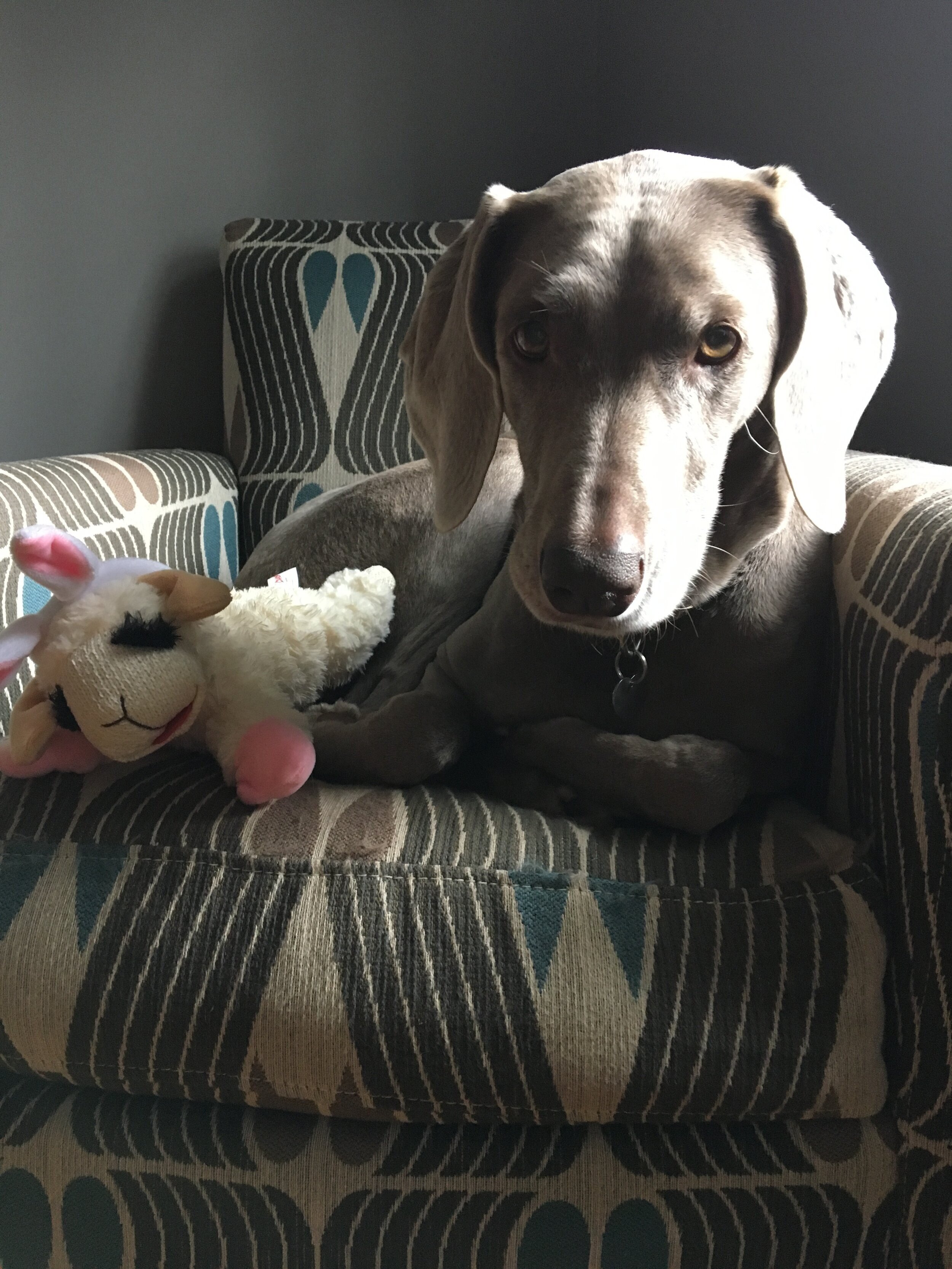 We're Having Lamb...