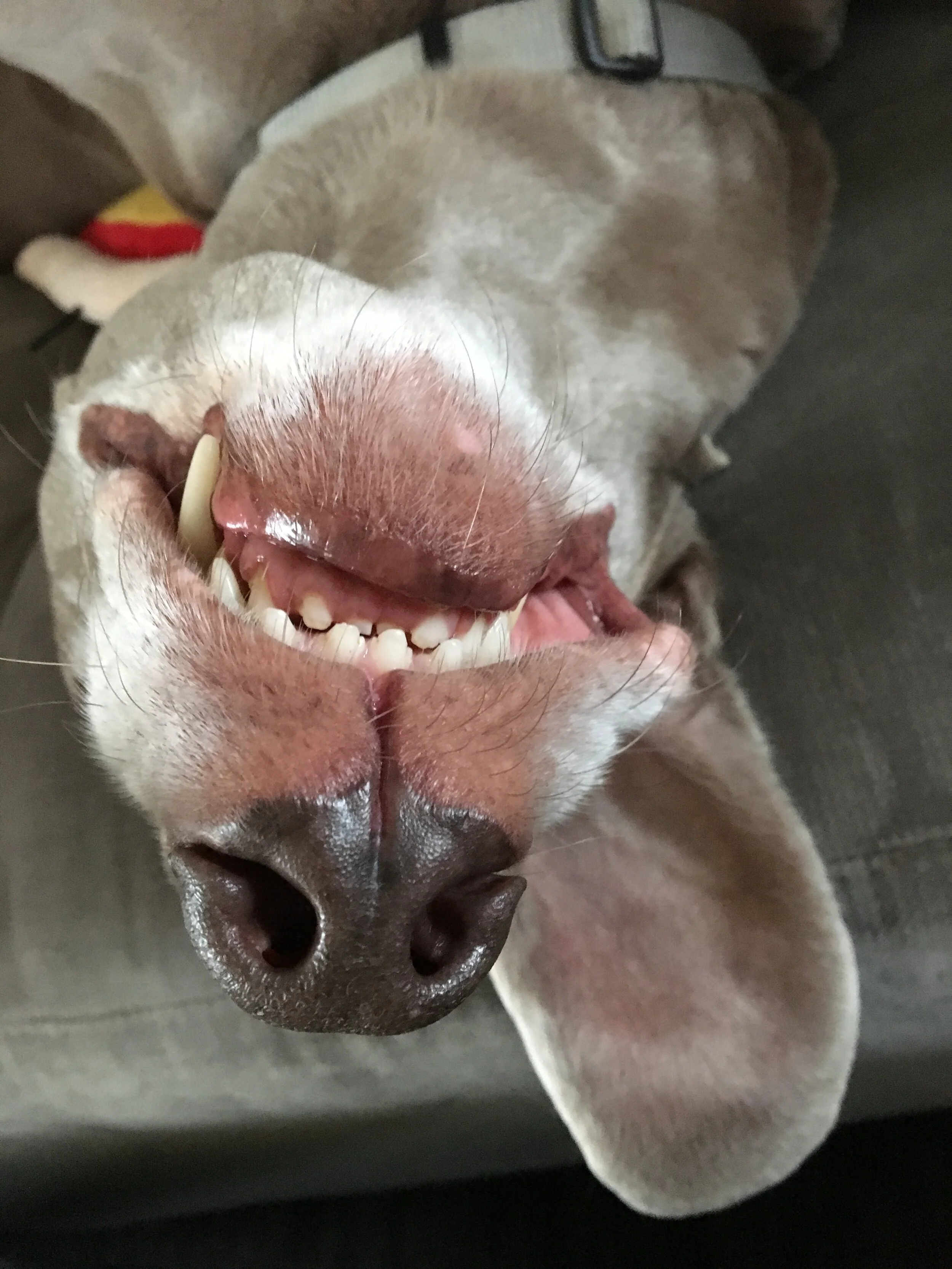 Say Cheese...