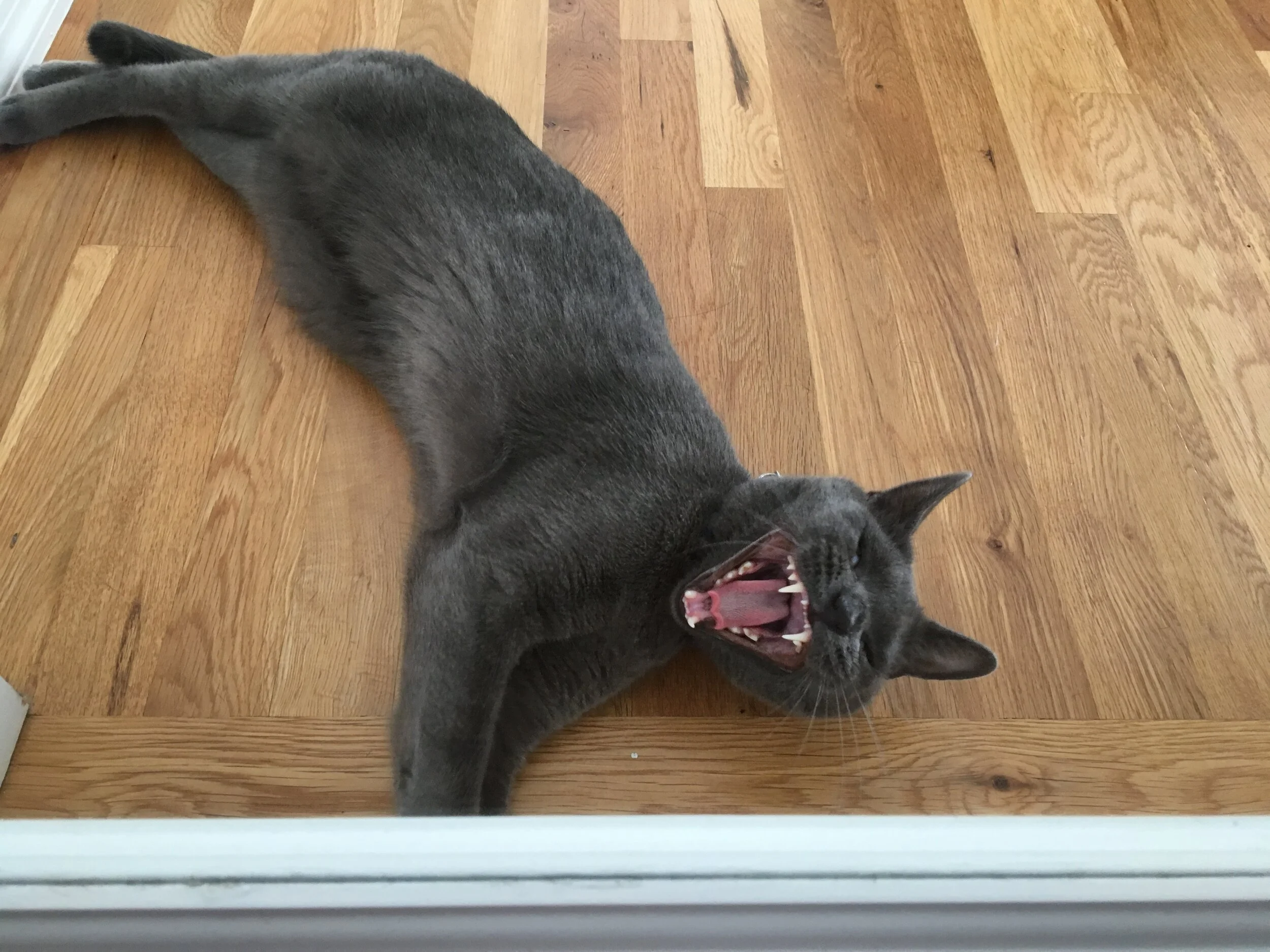 Devil Incarnate