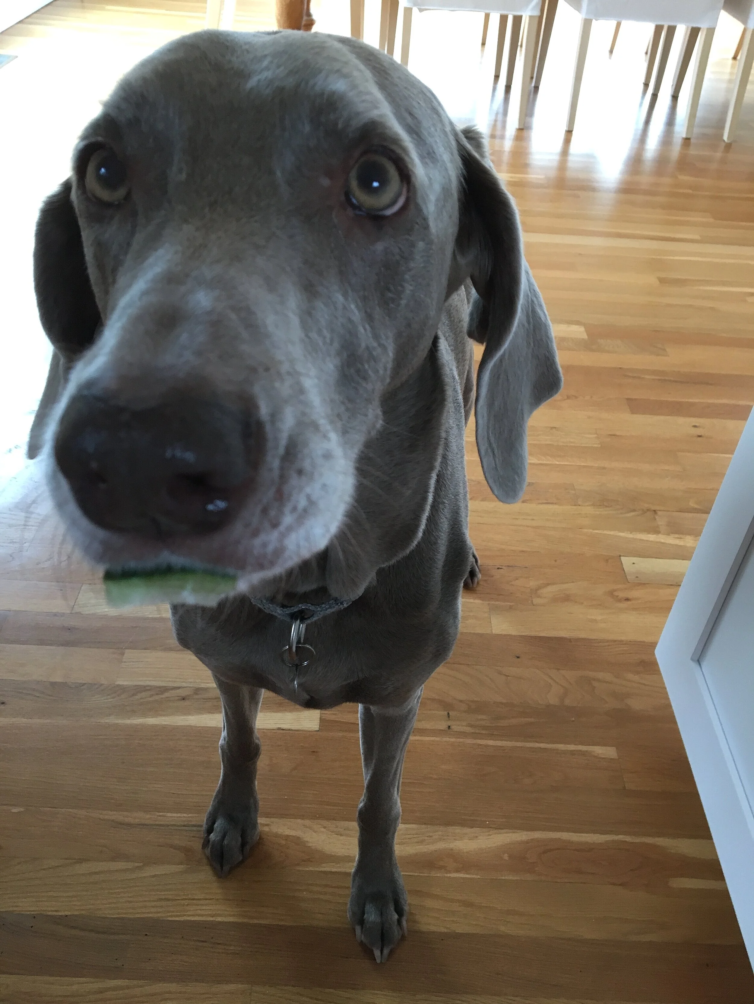 Because Cucumbers are Delicious and I Caught It!