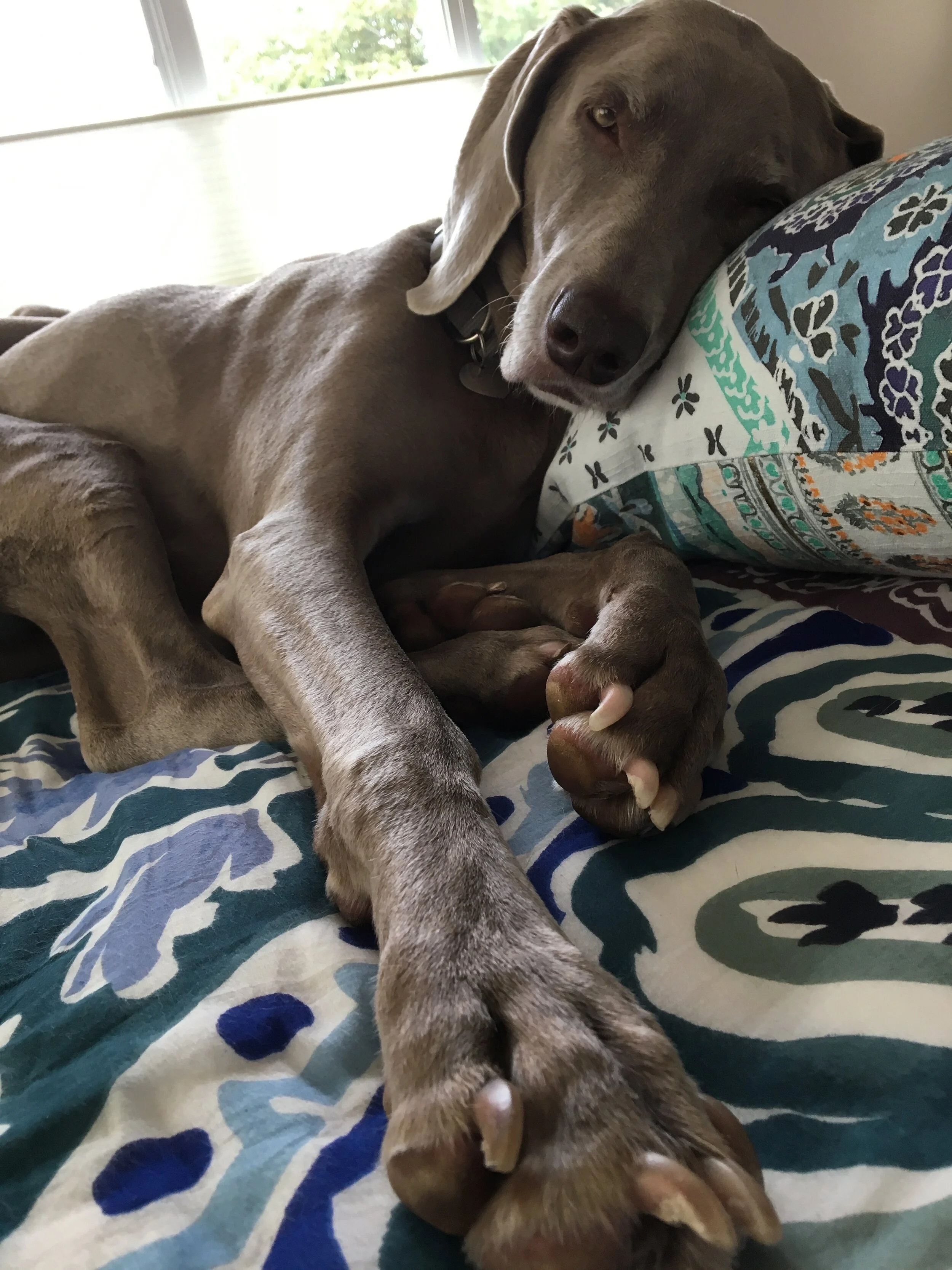 I Wanna Hold Your Paw