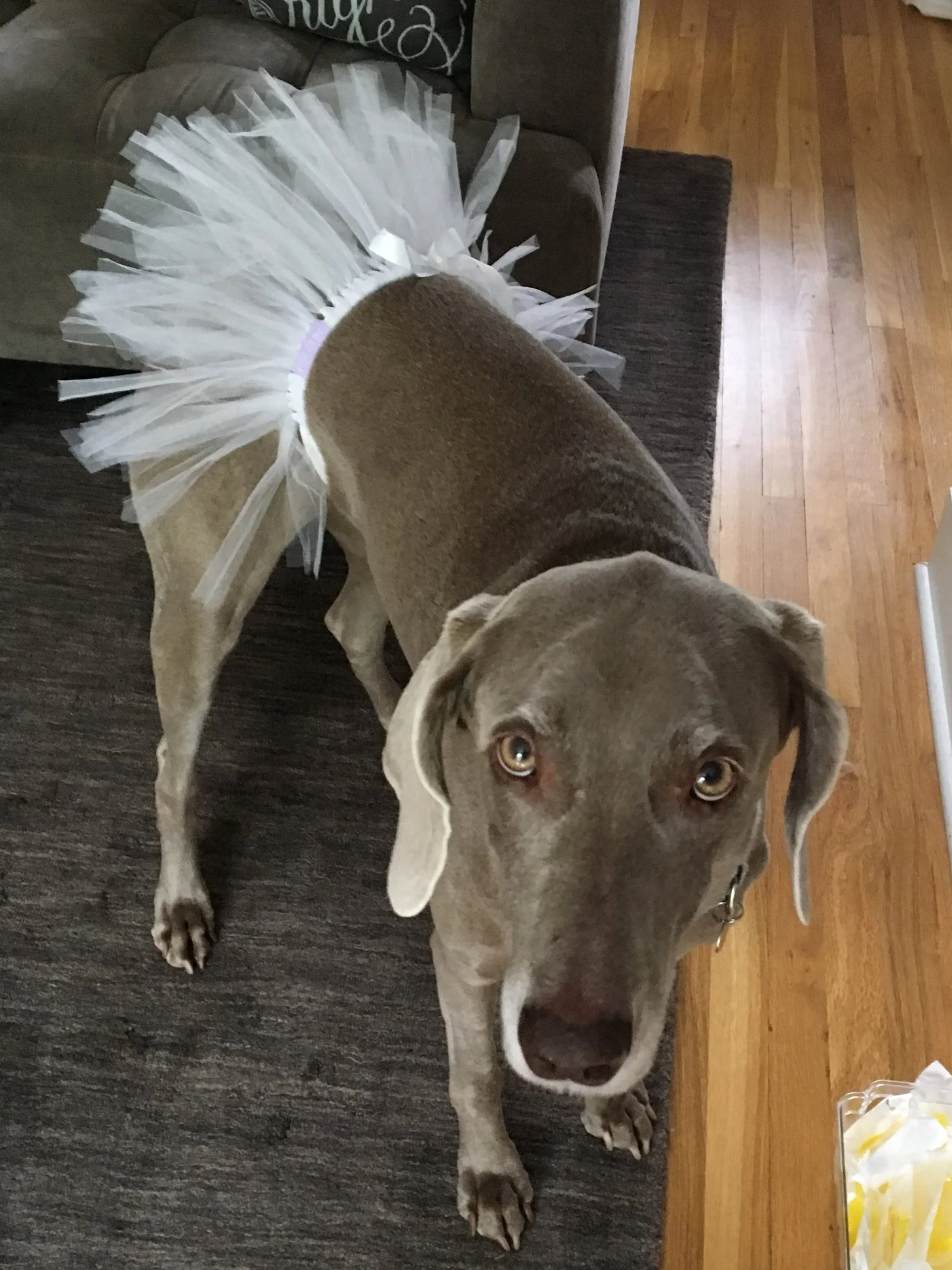 Here Comes The Bride