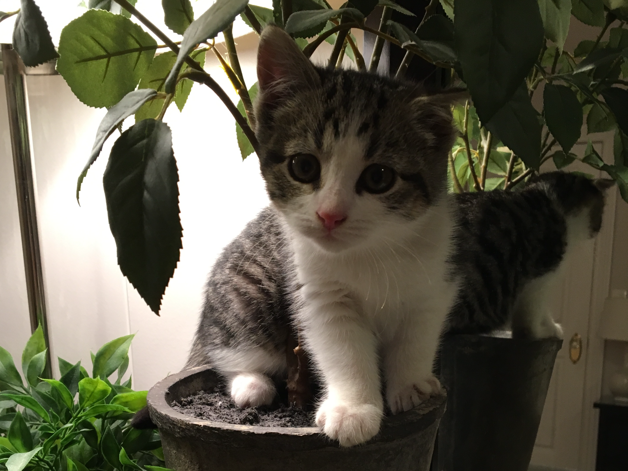 It’s A Jungle In Here…
