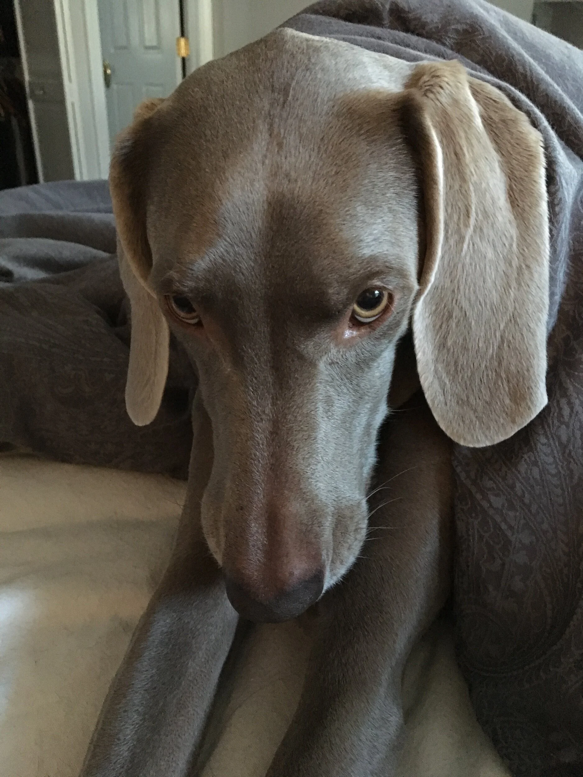 Do your ears hang low?
