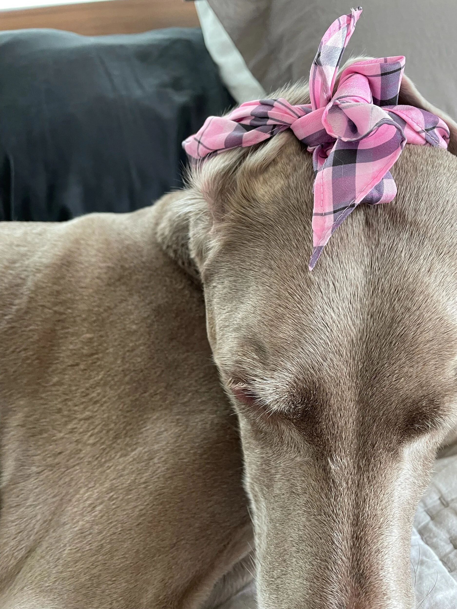 can you tie them in a bow?