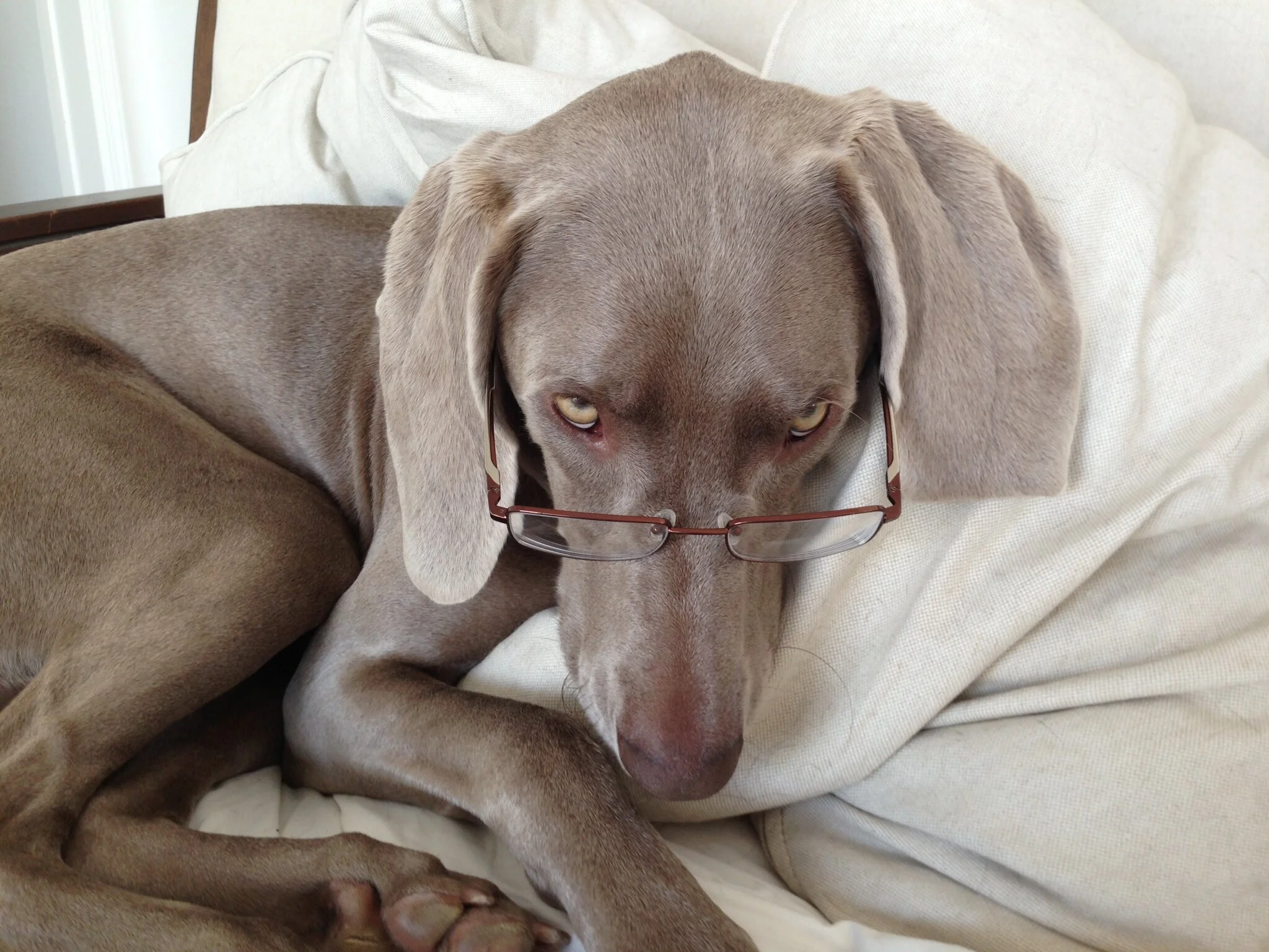 like a weimaraner author