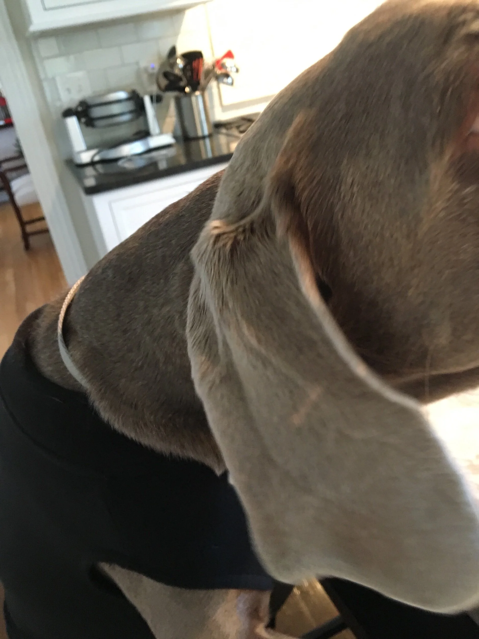 do your ears hang low?