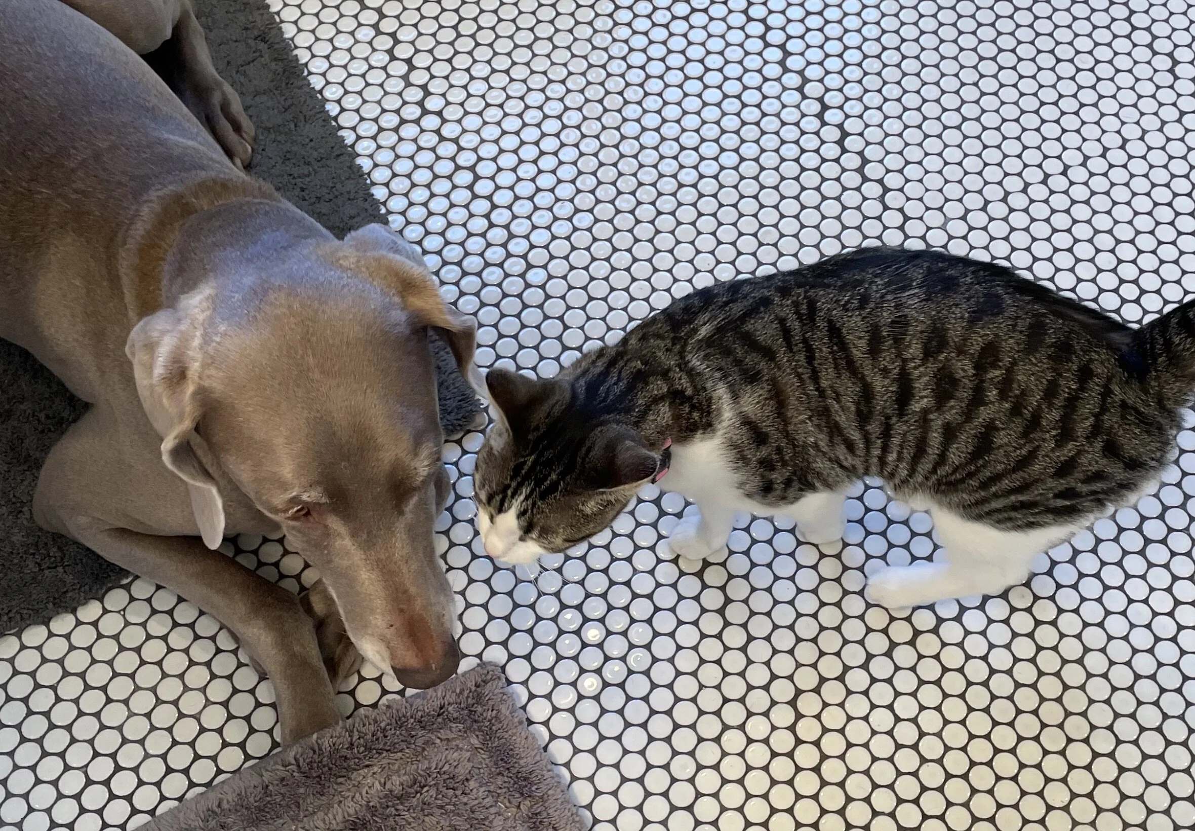Luca whispers her secret to Heidi…
