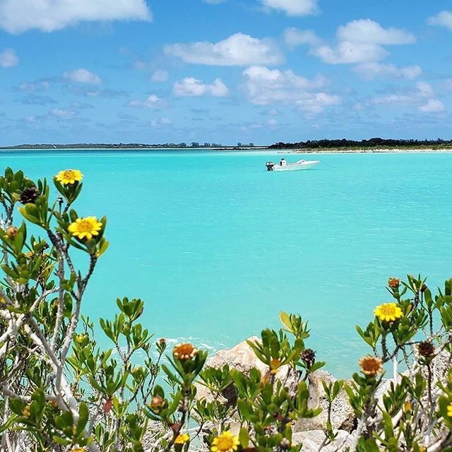 Tiny blooms, electric blues, and not another soul in sight. It&rsquo;s all waiting for you on North Caicos.
By @beach_kandi
.
.
.
.
.
#turksandcaicos #northcaicos #northandmiddlecaicos #northandmiddle #offthebeatenpath #westindies #islandhoppingtci #