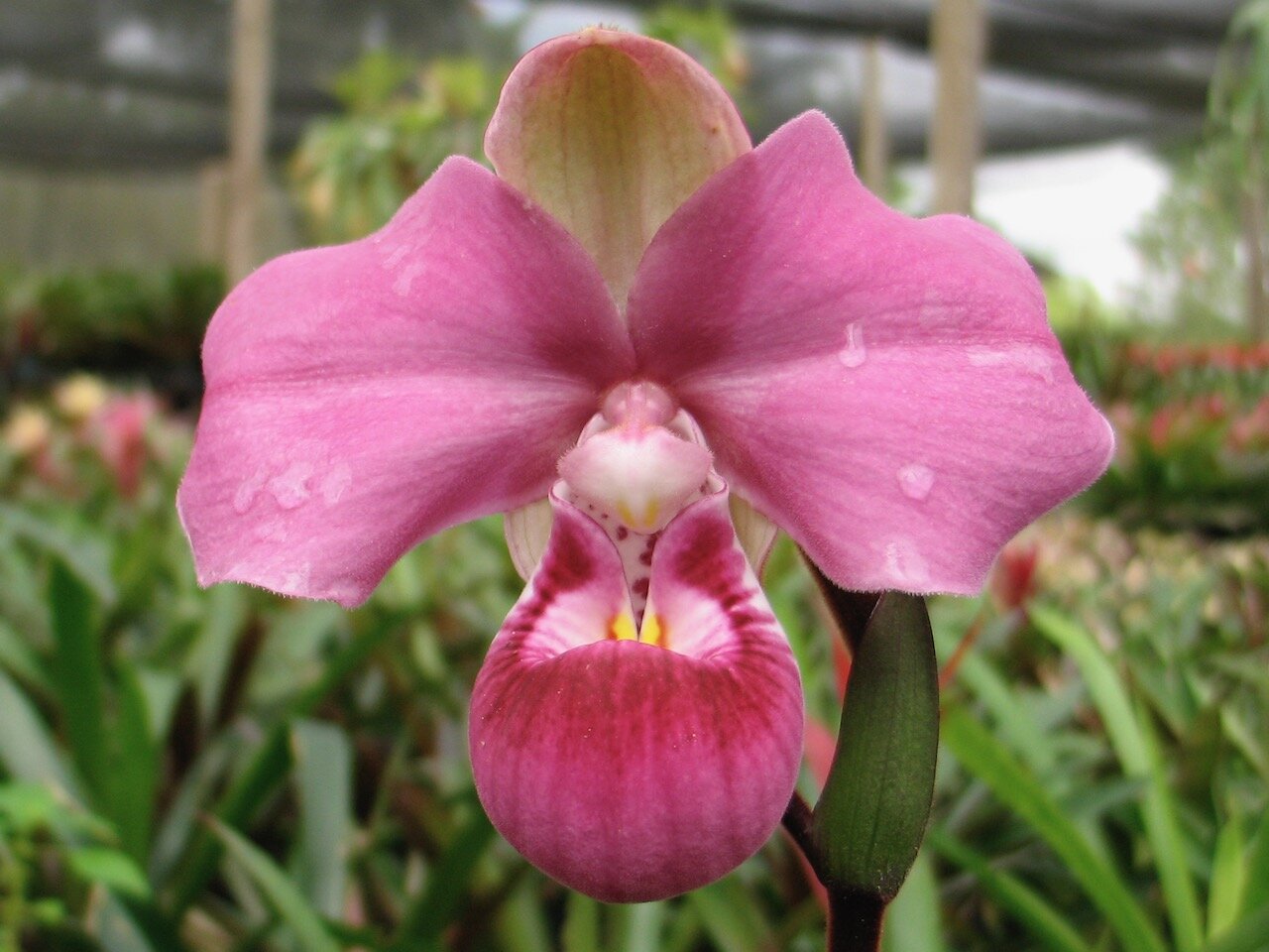 orchid.jpeg