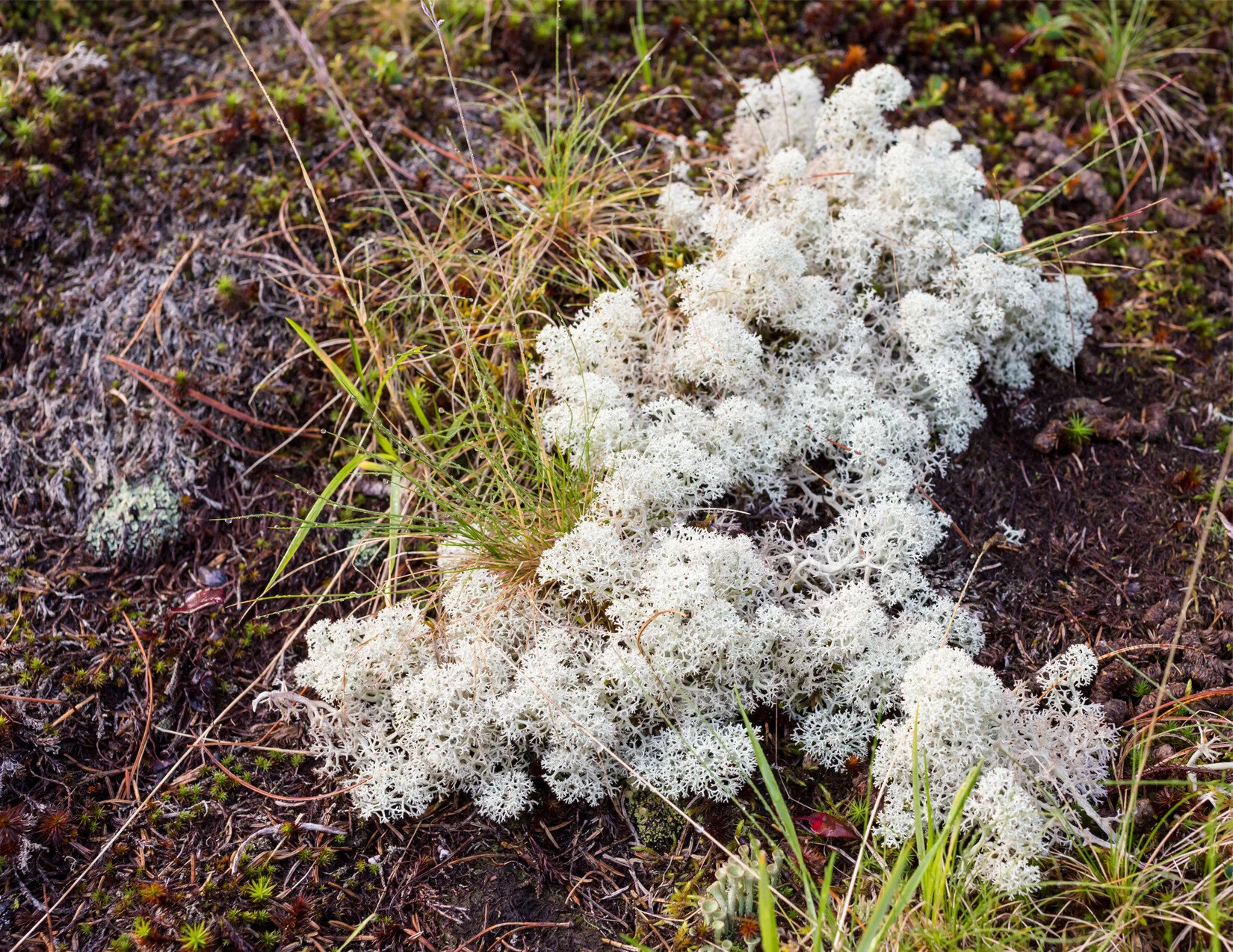 MOSS_ON_GROUND.jpg