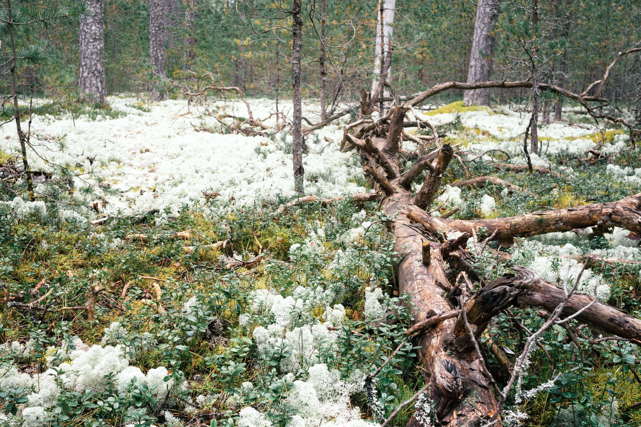 moss+field+2.jpg