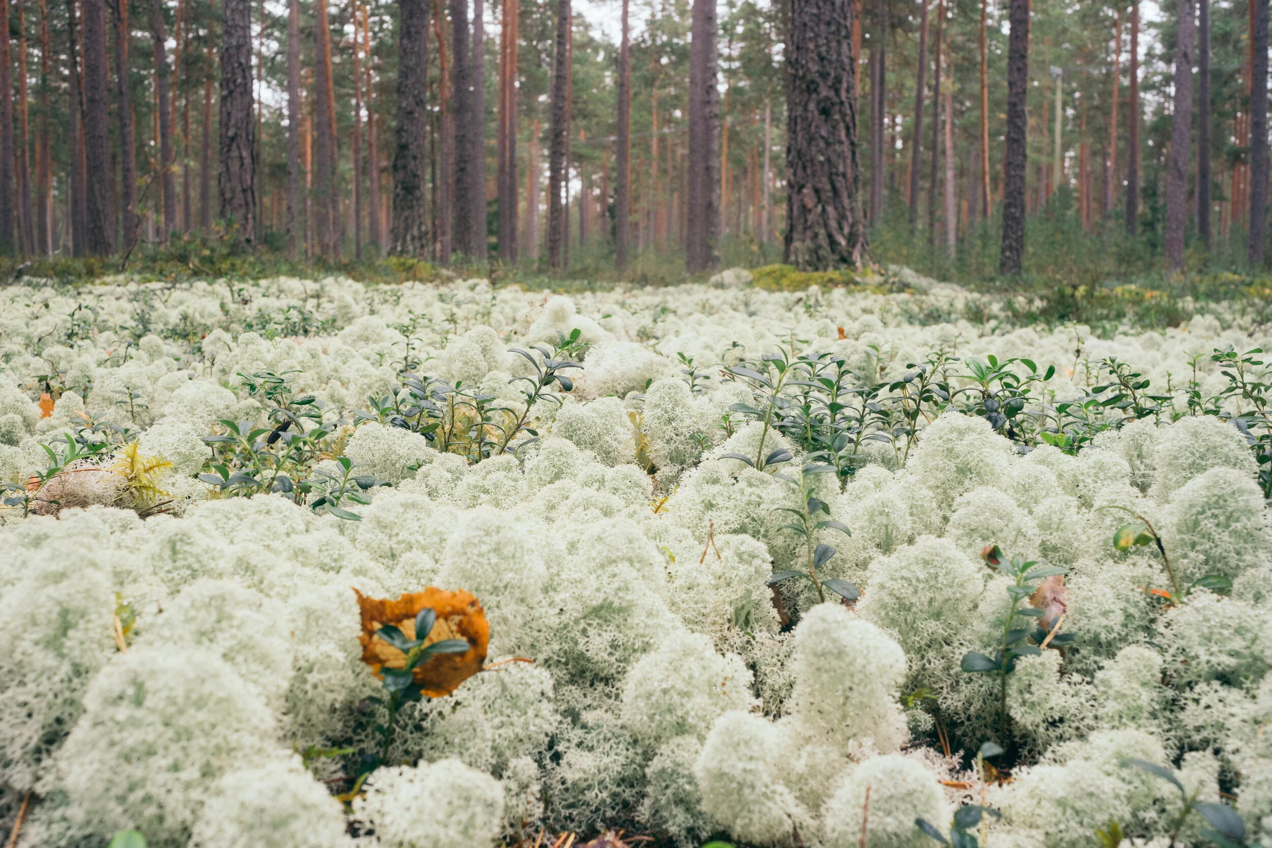 moss field small.jpg