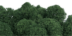 MOSS GREEN