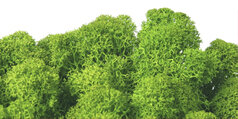 SPRING GREEN