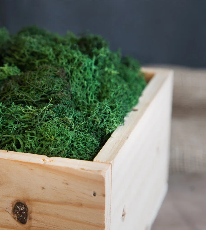 moss box.jpg