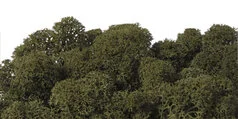 OLIVE.jpg