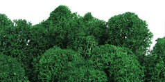 PACIFIC_GREEN.jpg