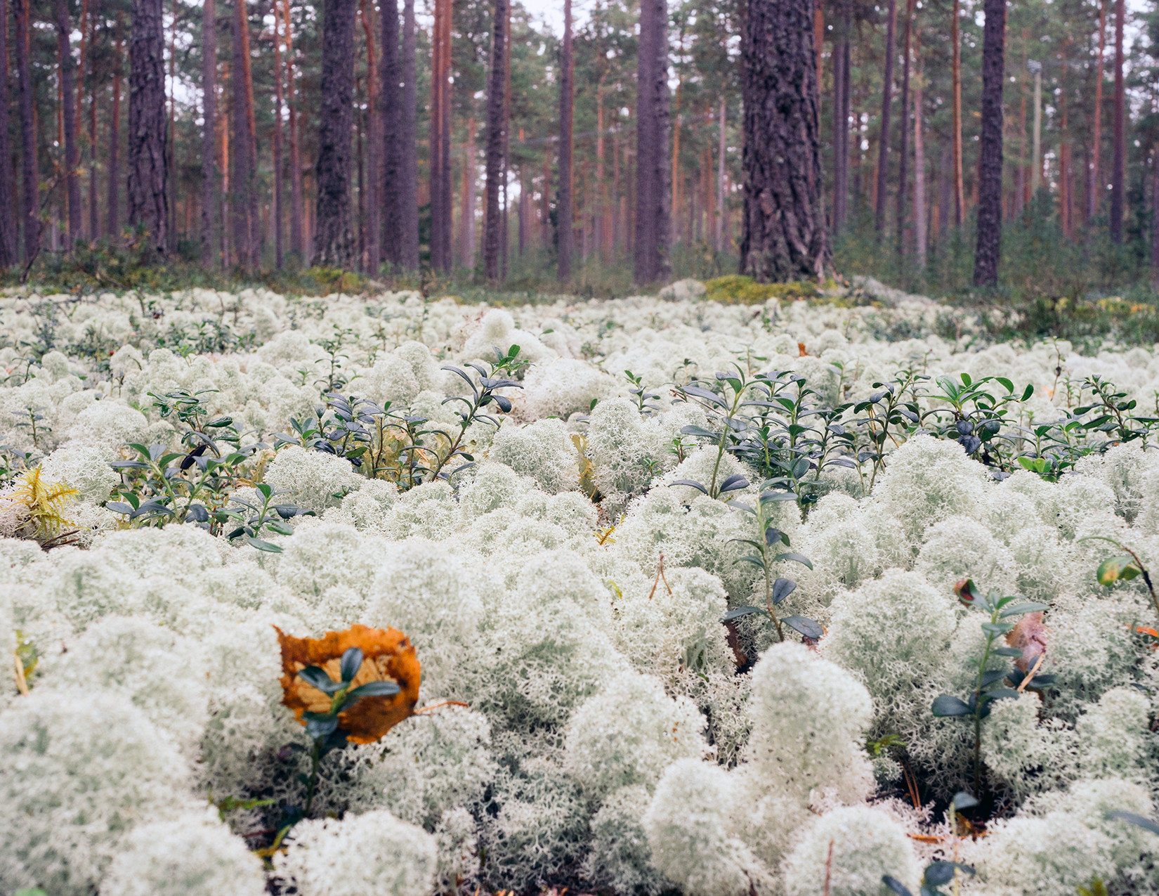 MOSS_FOREST.png