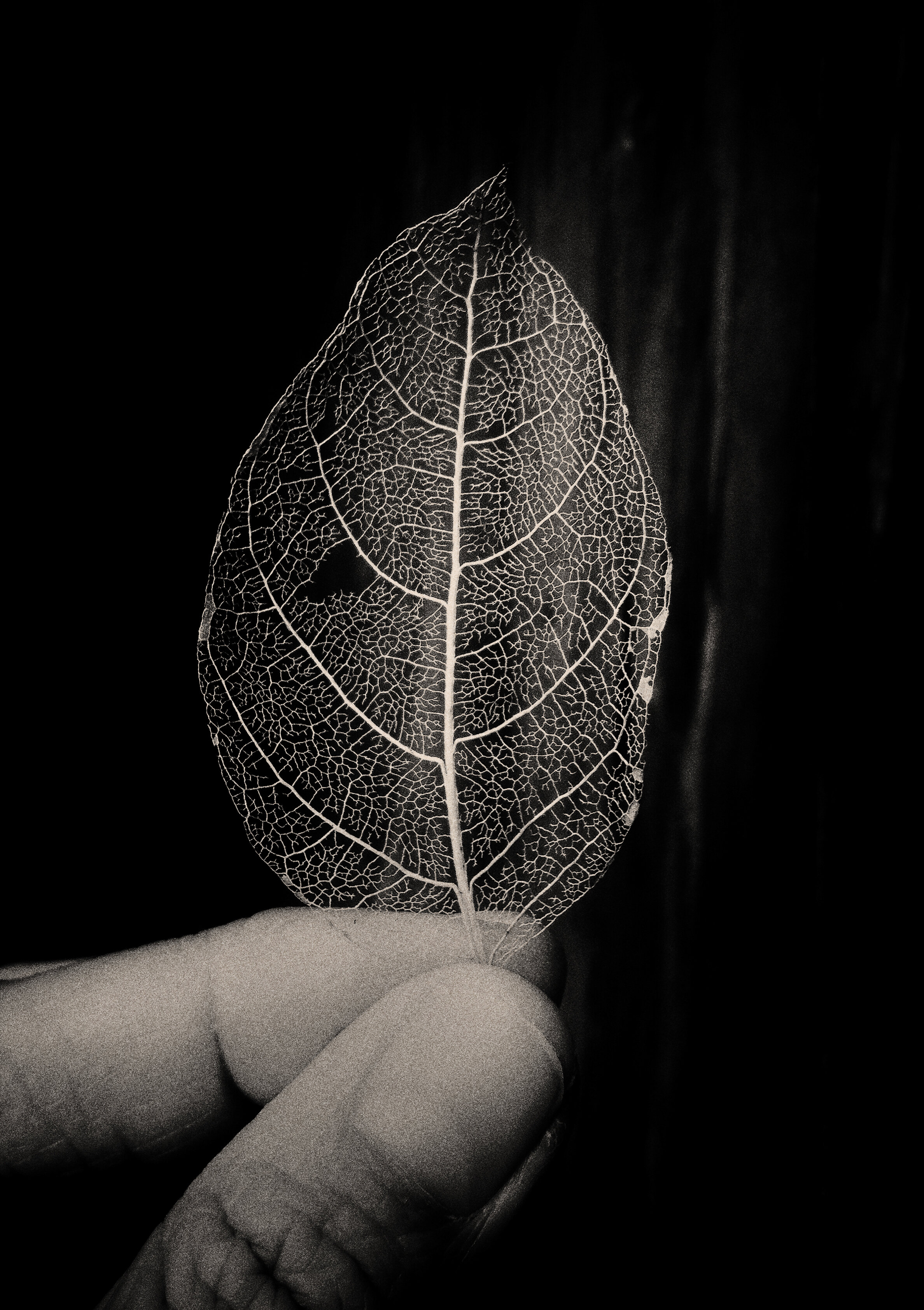 skeleton_leaf_9x12.jpg