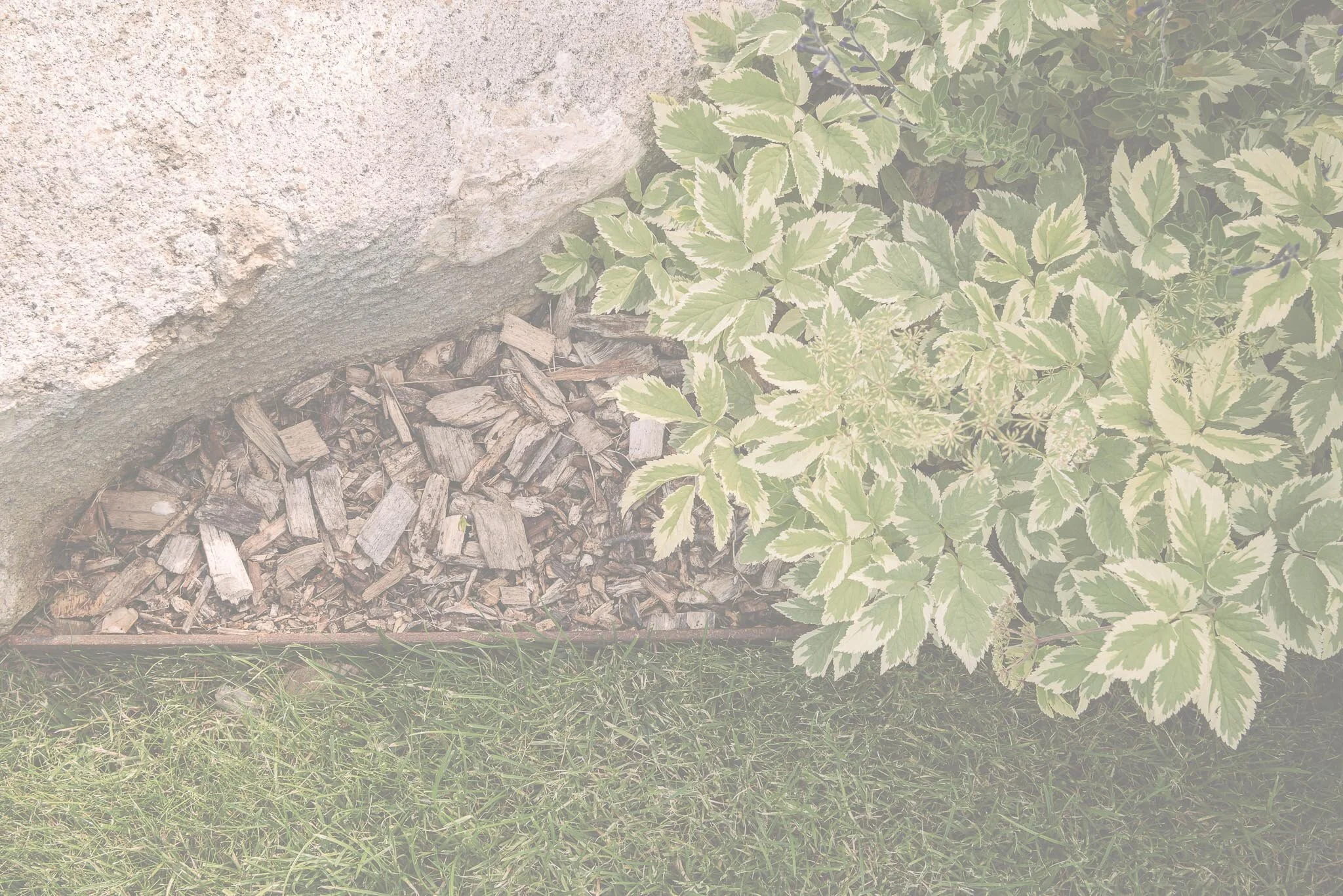 A4Nature - background-3.jpg