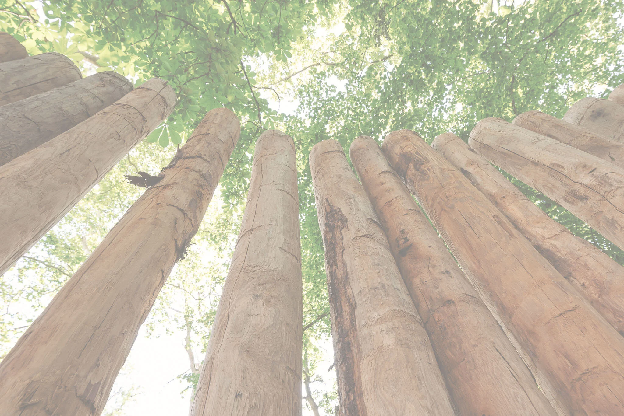 A4Nature - background-5.jpg