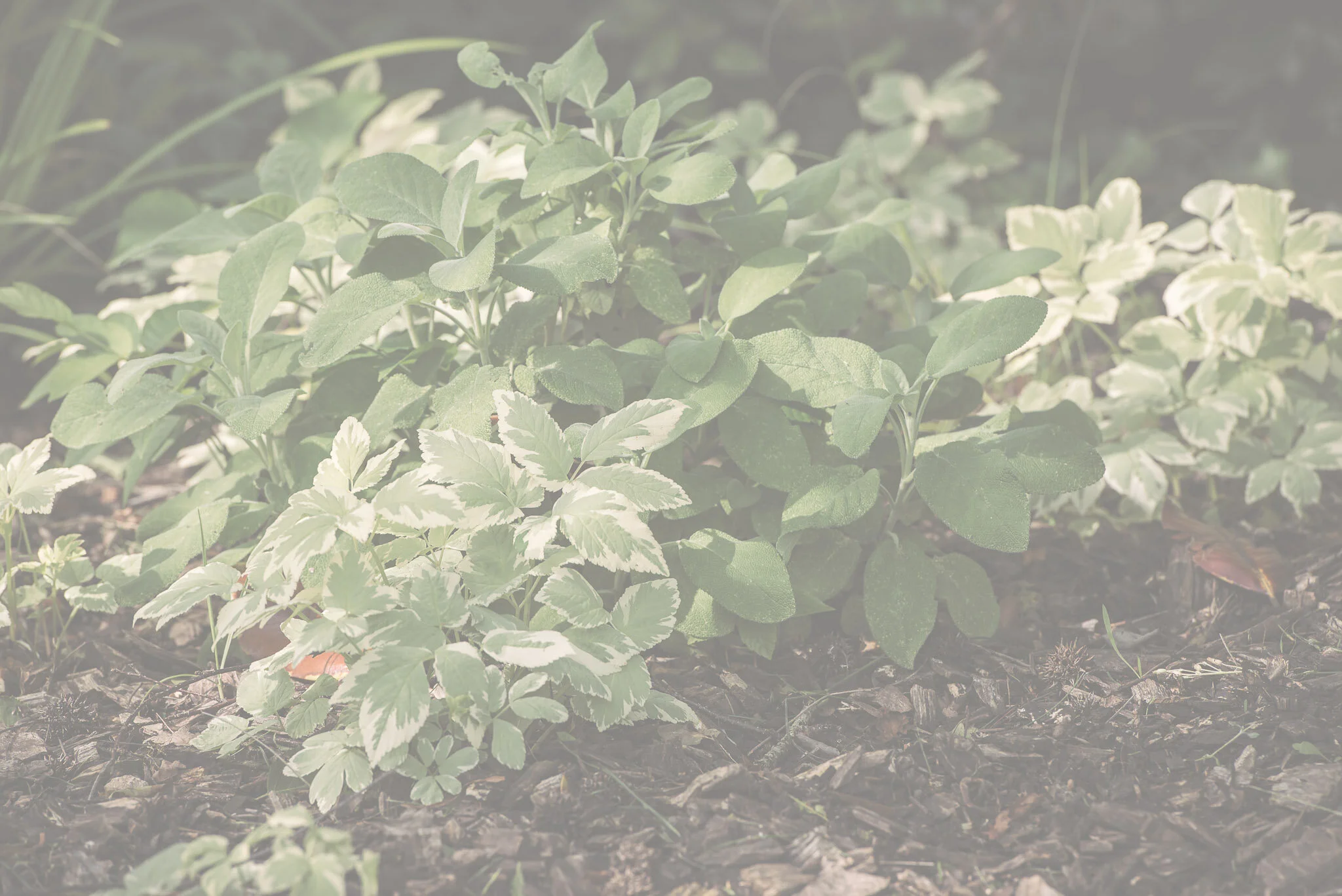 A4Nature - background-7.jpg