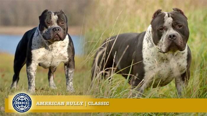 American Bully - Standard