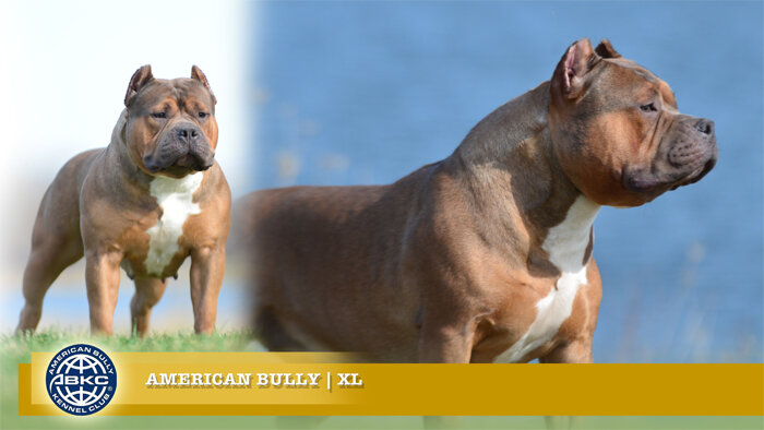 American Bully - Standard