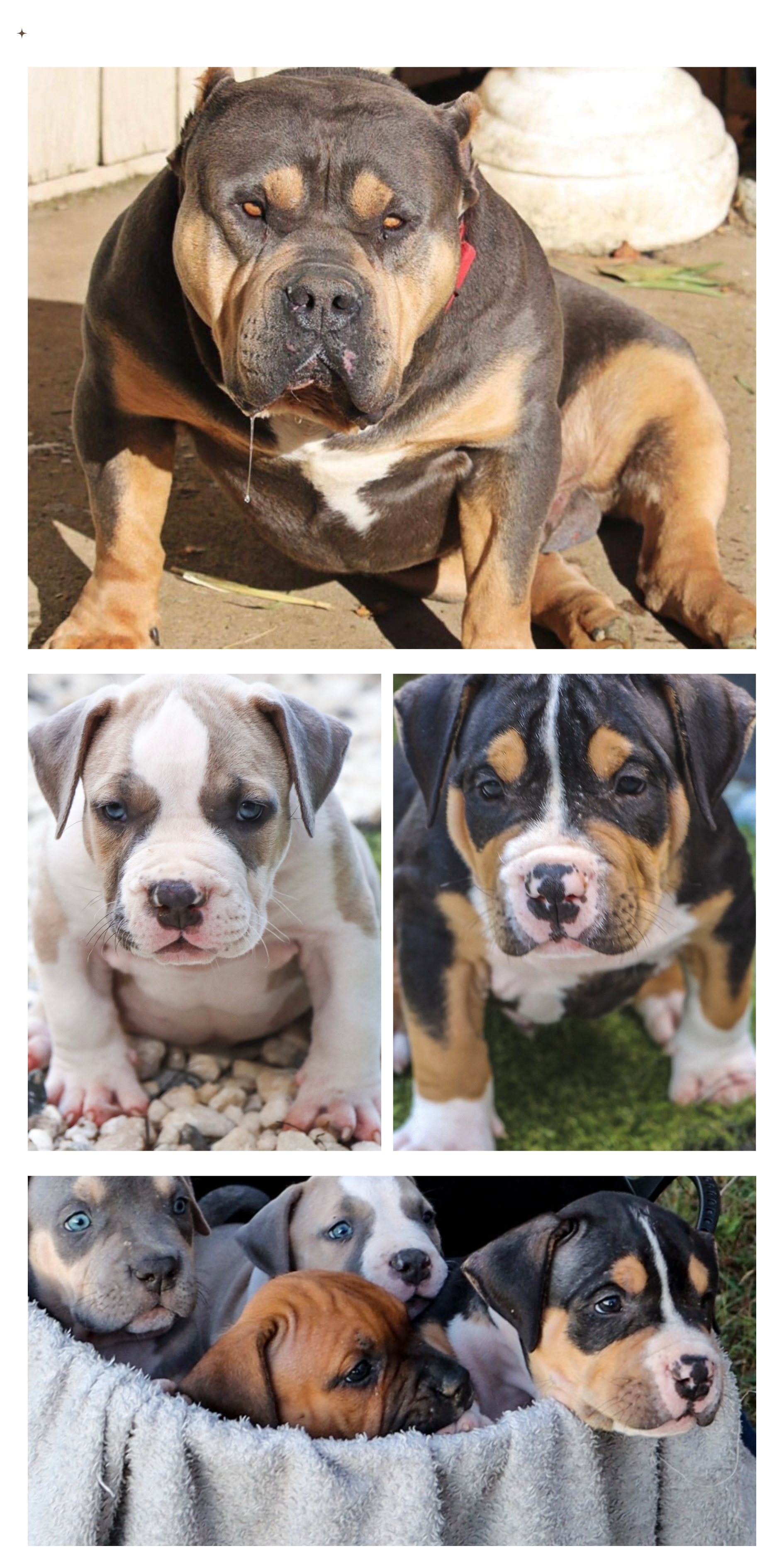 Bulldog Xxl Bully Price American Bully Xl Puppy For Sale Near Me