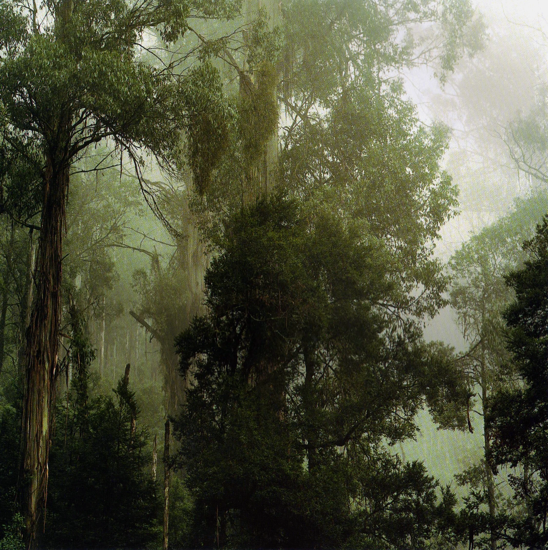 "Voices" Australia, 2004 |  C-print sobre alumini (dibond) darrera de metacrilat Edició: 6 | 150 x 150 cm.