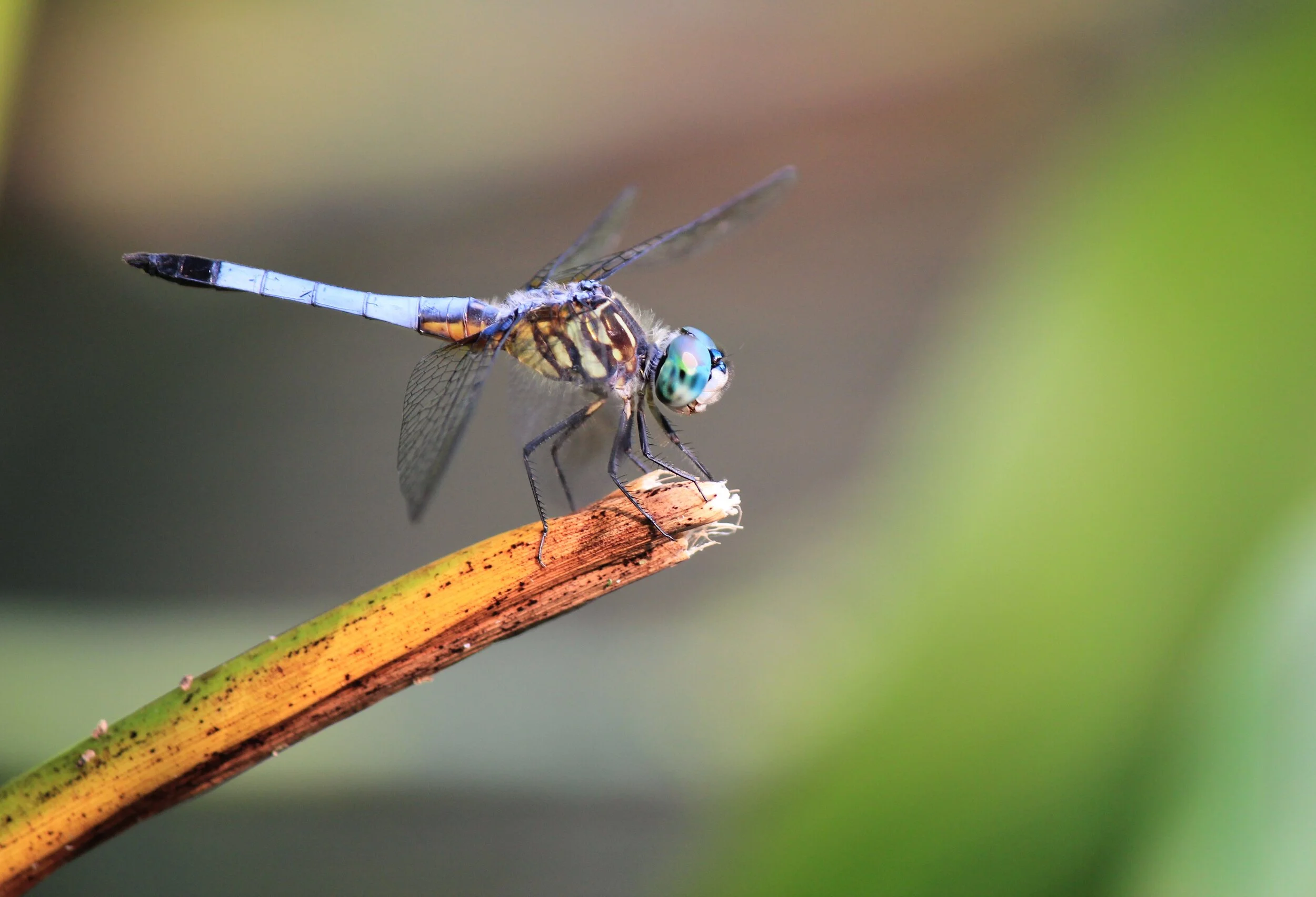 Dragonfly