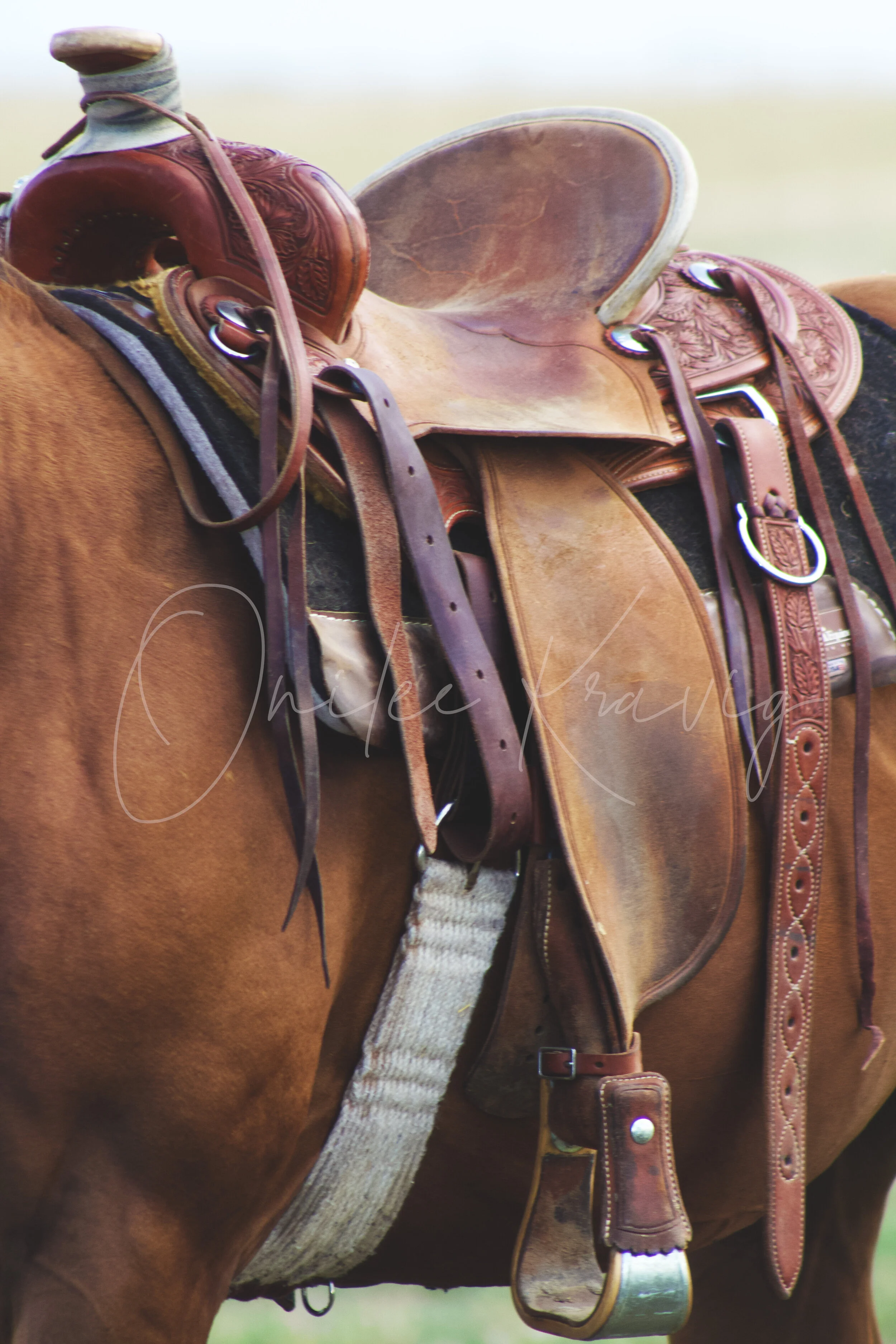 SaddleEdited_6514.jpg