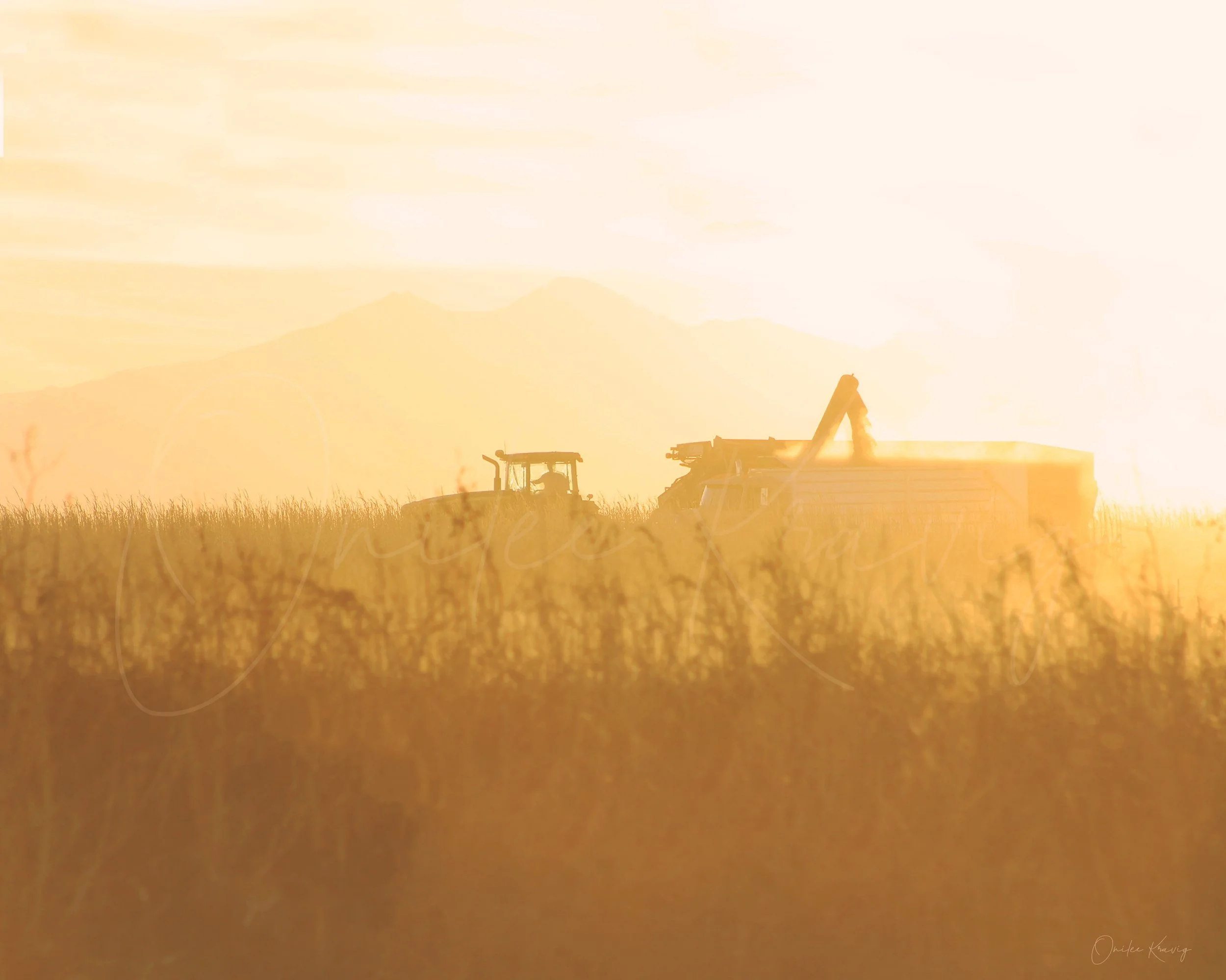 harvesting-fairplacing-16x20.jpg