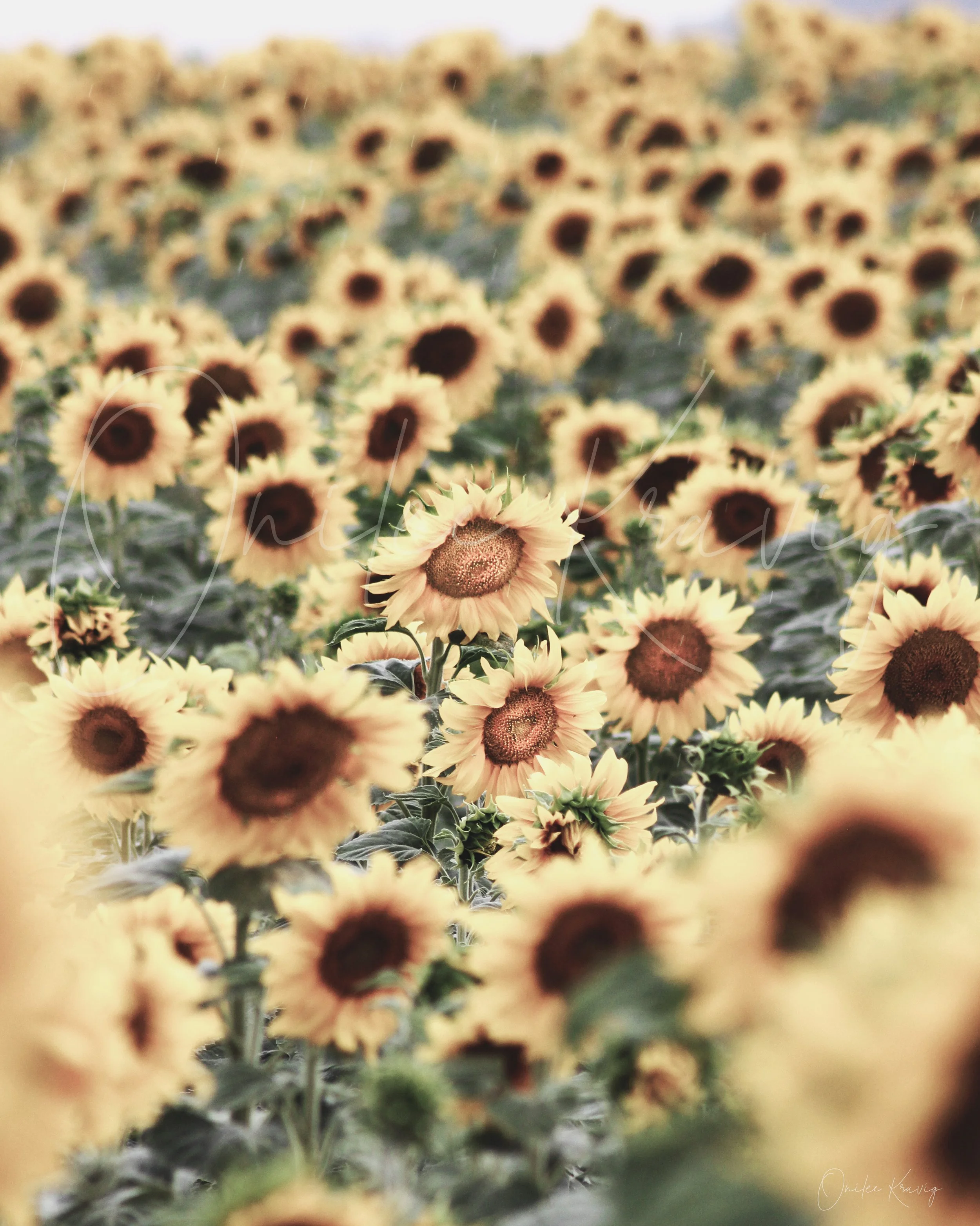 Sunflower UP Down20x16.jpg