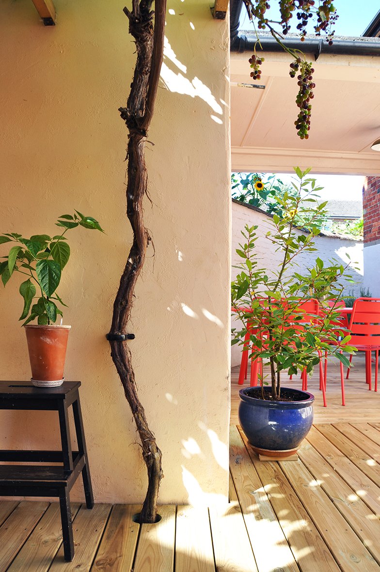 CharlotteBucciero-Interiors-Garden-Courtyard-vine-plants-decking.jpg