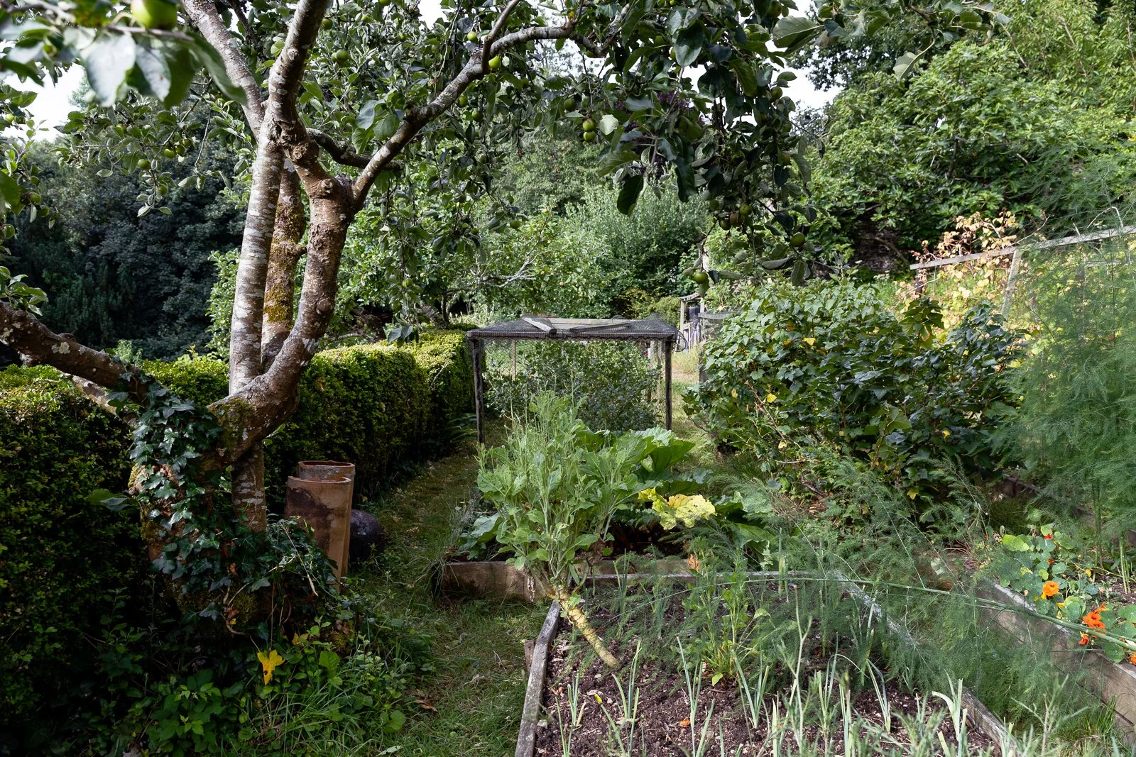 vegetable-garden-trees-cottage-charlotte-bucciero-interiors.jpg
