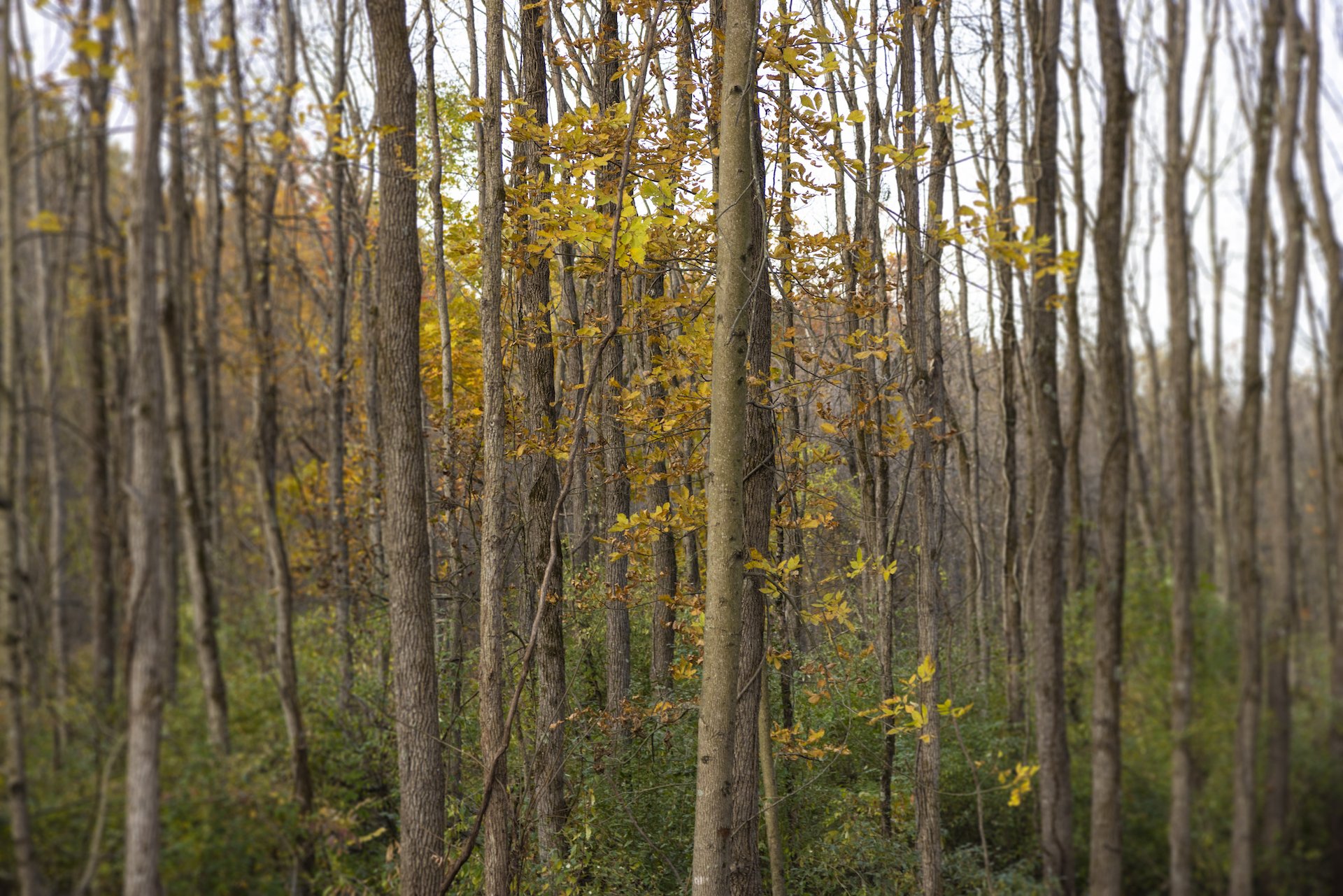 Taylor Wilderness in Upland, Grant County