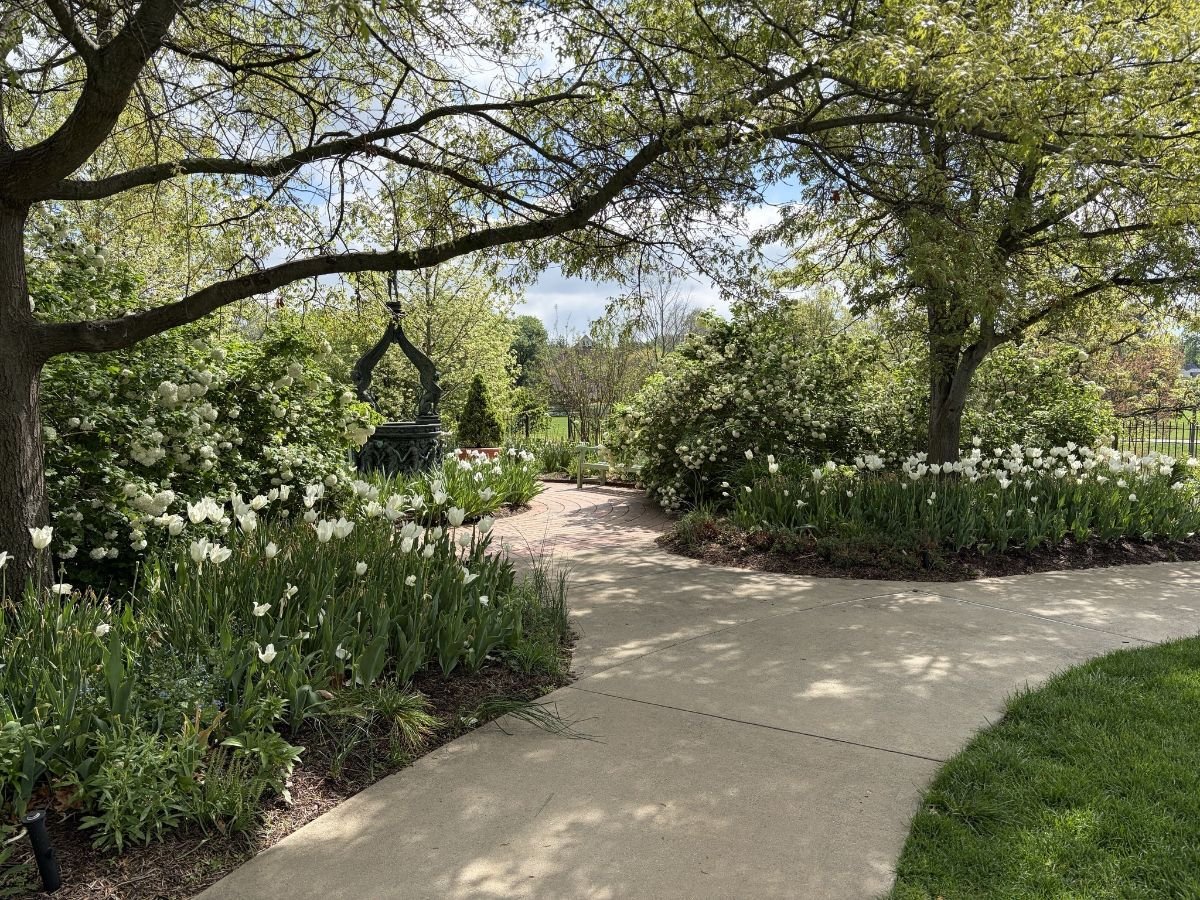 Minnetrista_tulips.jpg