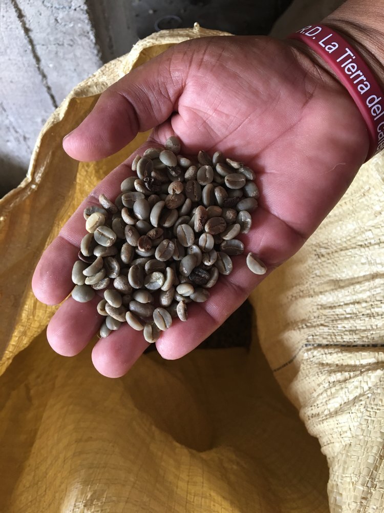 Green coffee beans (unroasted) in El Naranjito