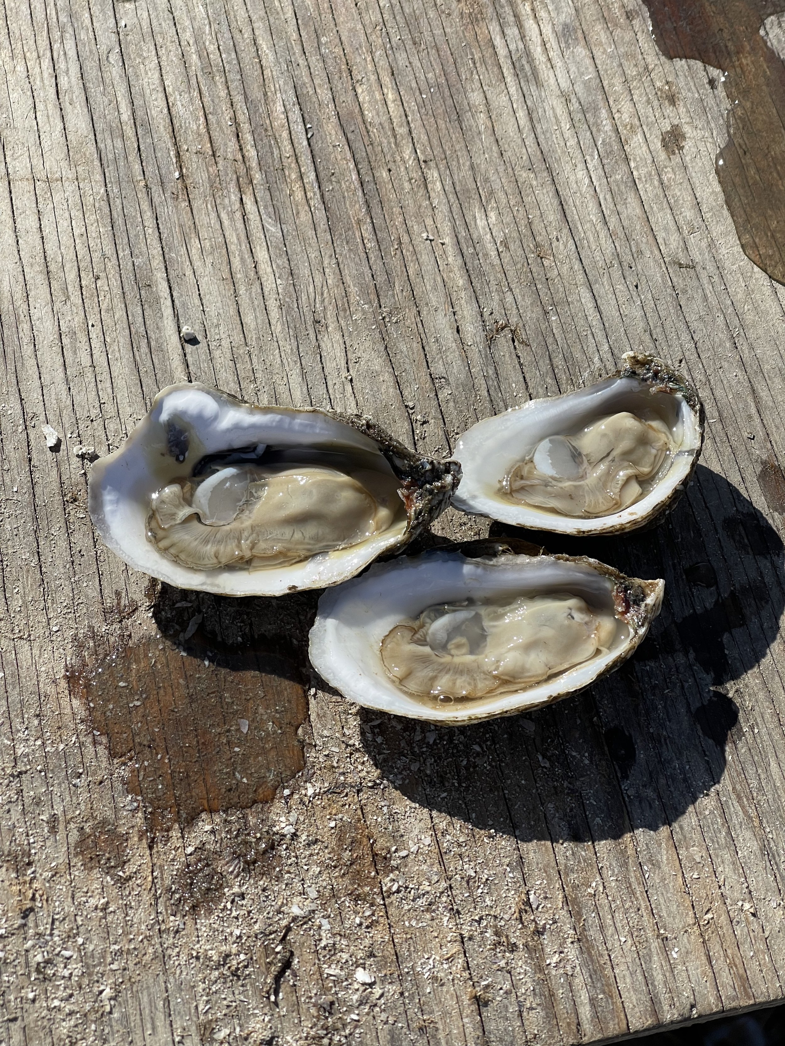 navy cove oysters.jpeg