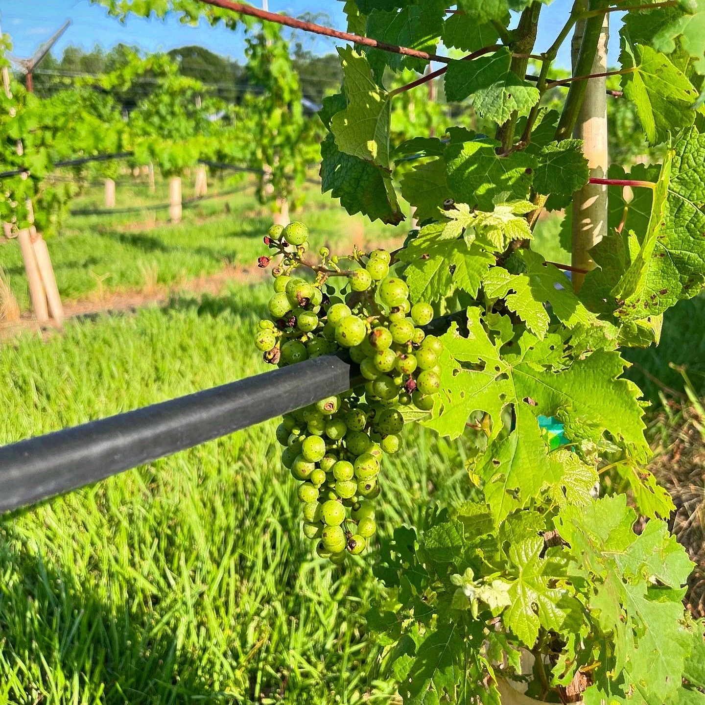 wild bush grapes.JPG
