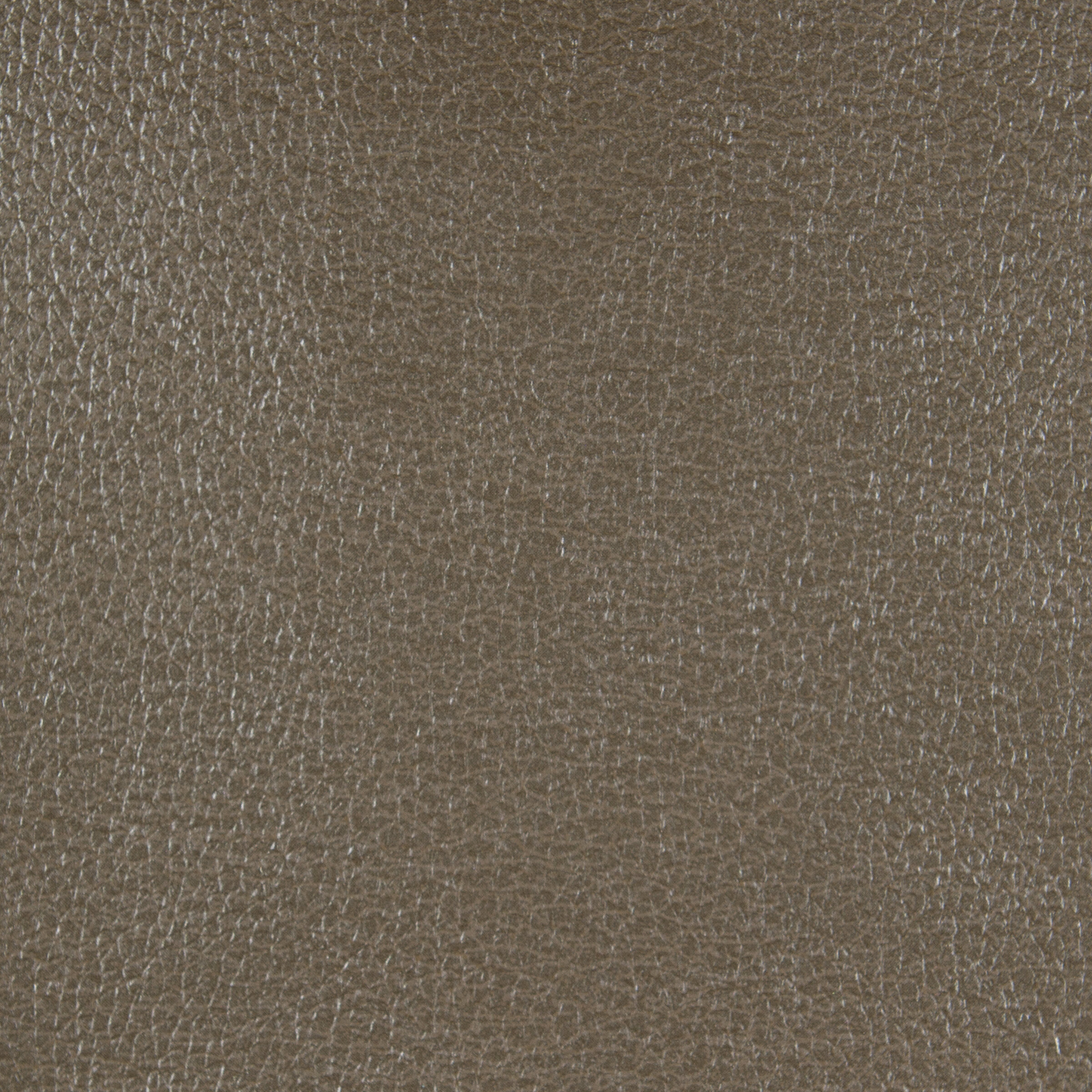 patagonia fossil