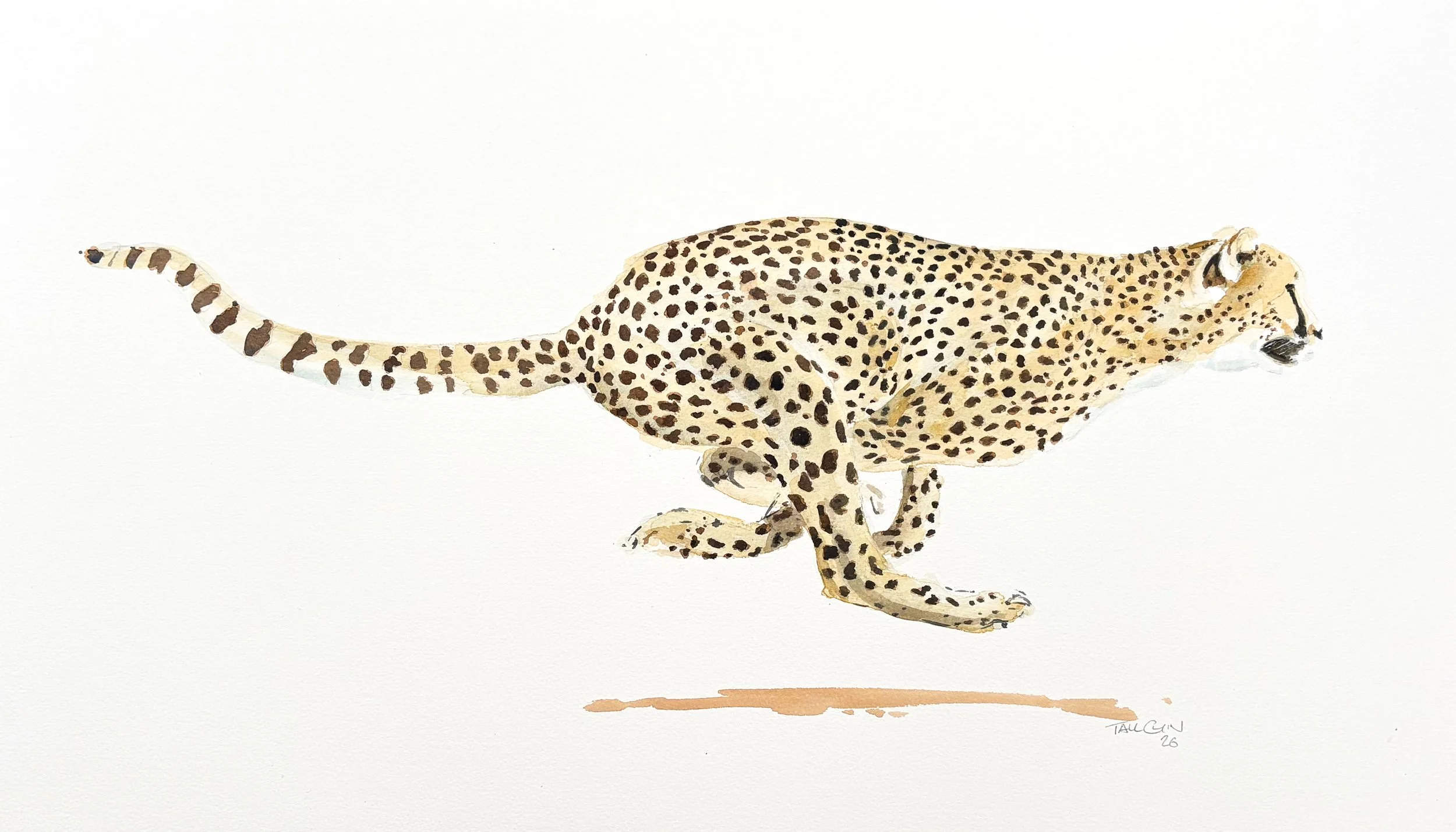 Mark Glibbery - Cheetah.jpg