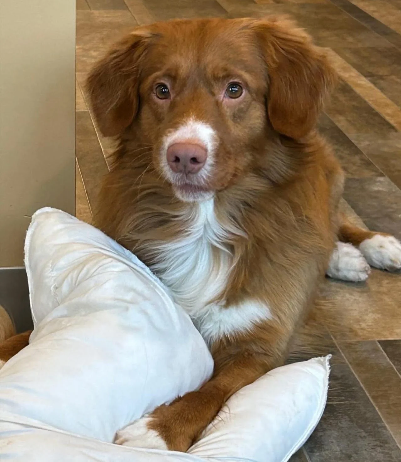 A brown and white dog lying on the floor near a white pillow, gazing at the camera with a calm expression.