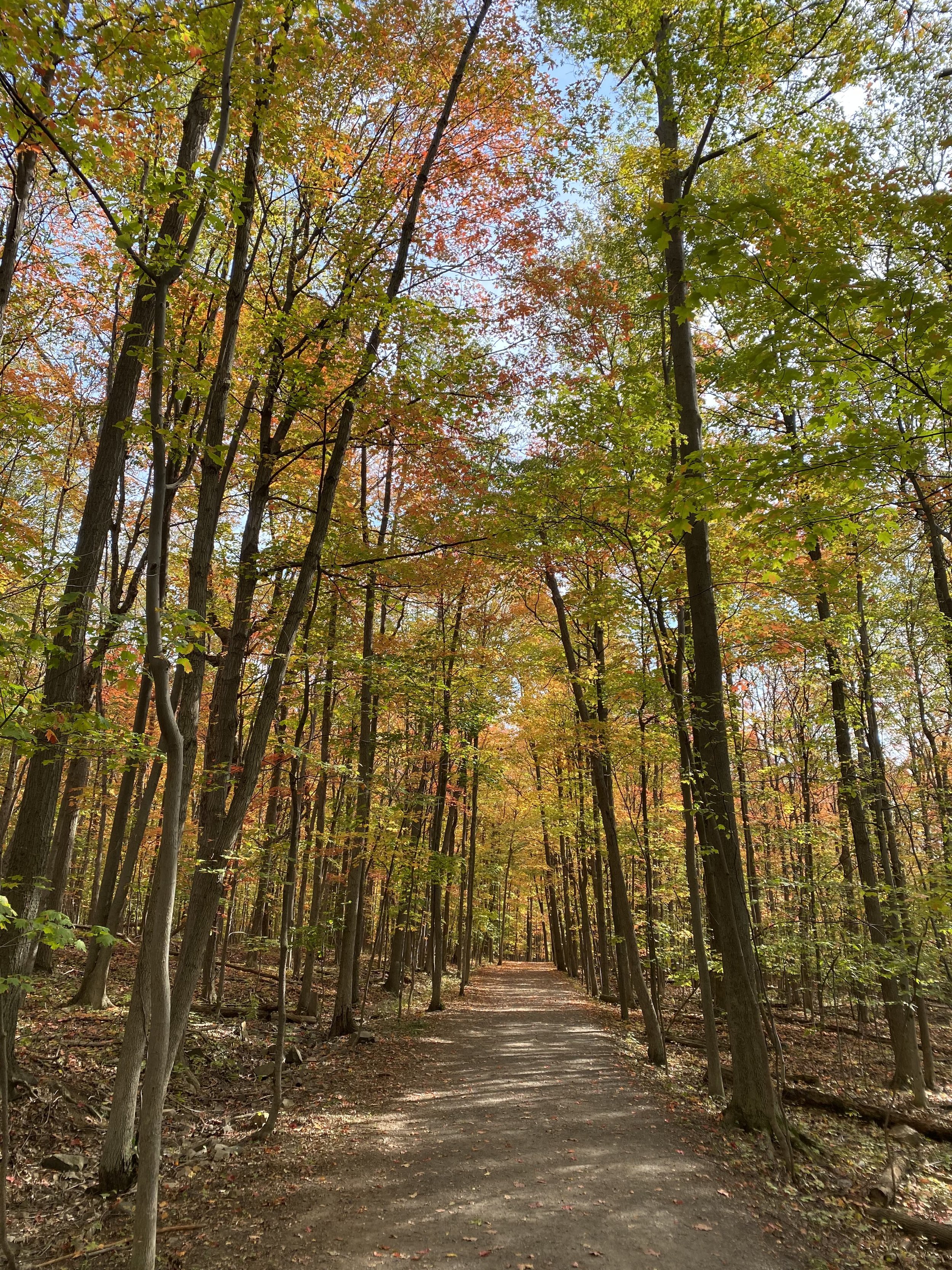 A trail through the woods surrounded in brightly colored fall leaves.