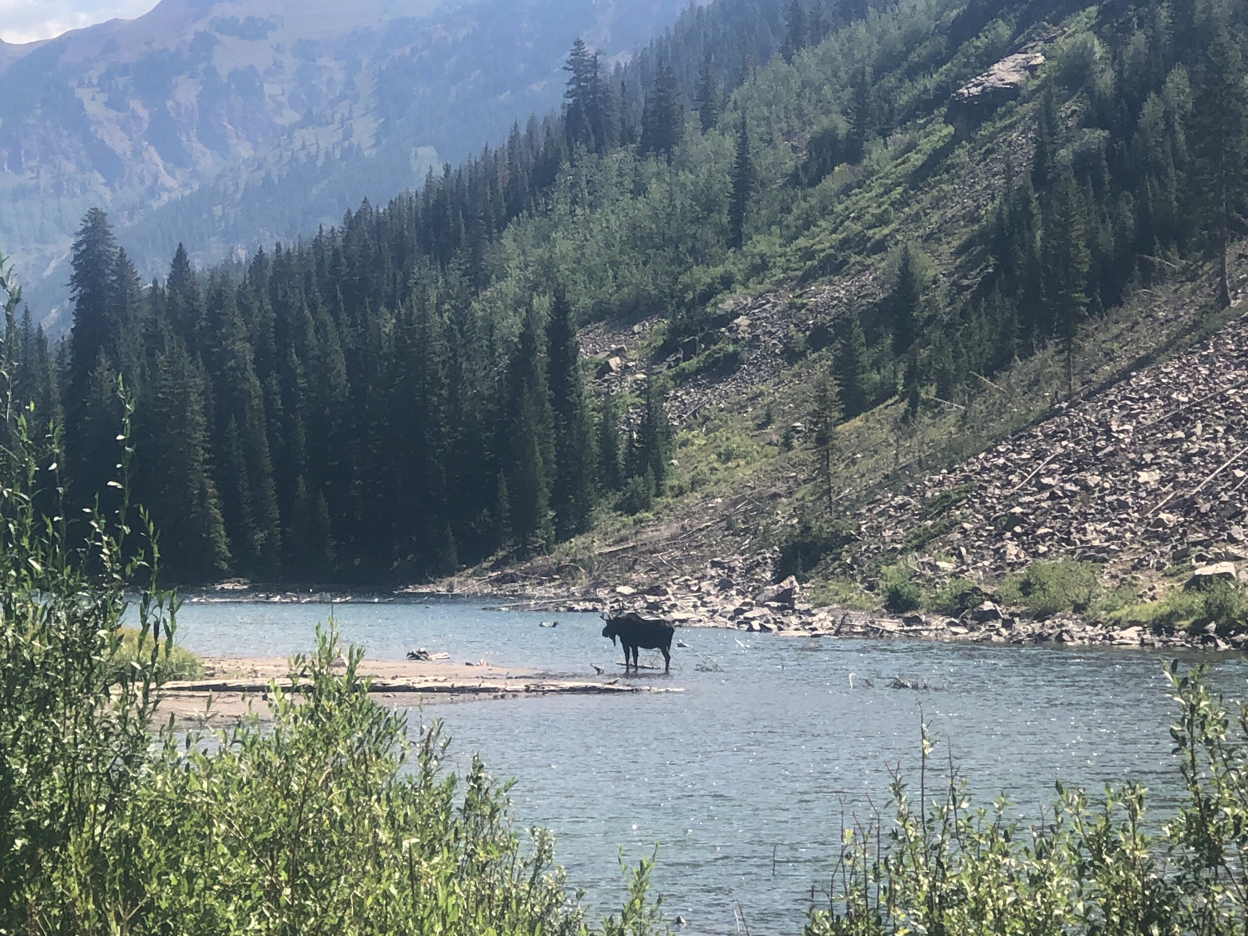 the infamous moose