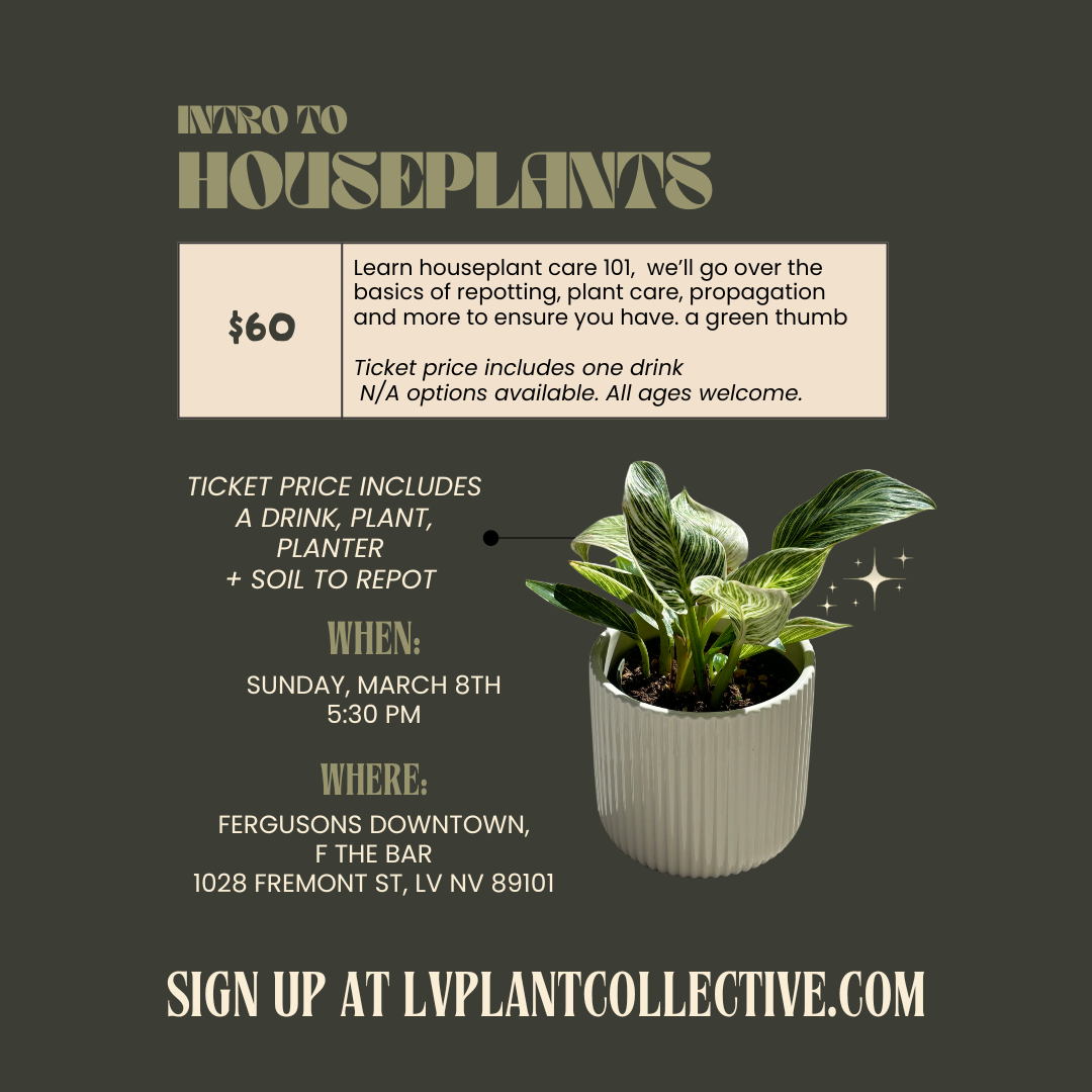 LV Plant Collective: Intro to Houseplants