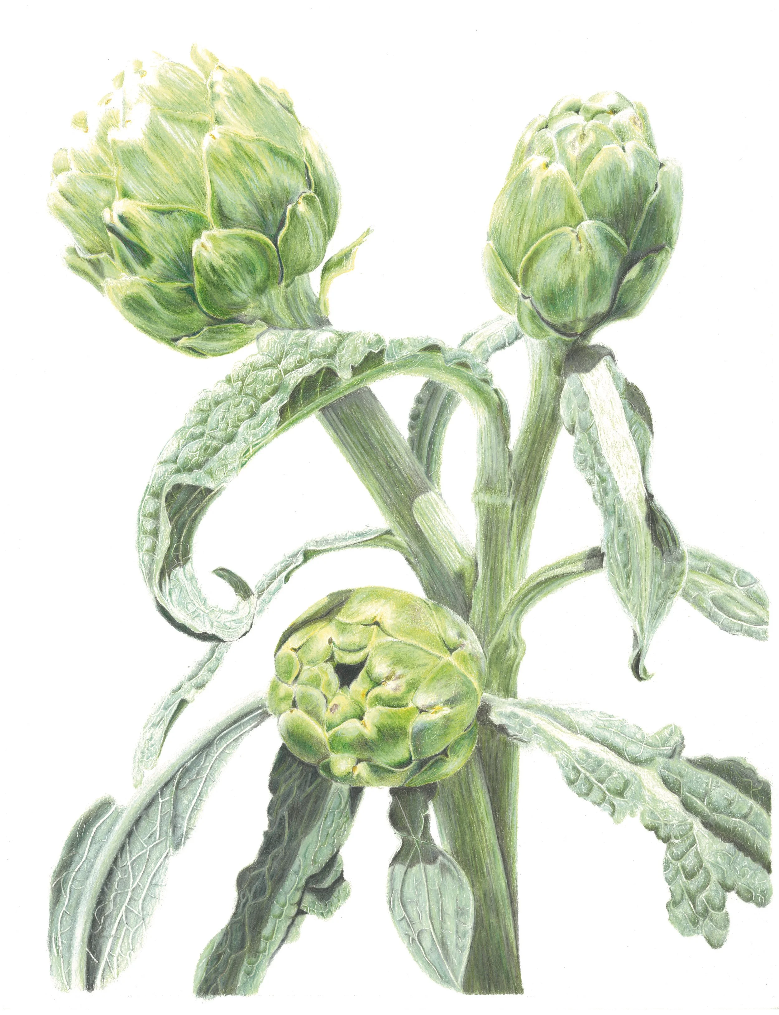 Santa Rosa Artichokes