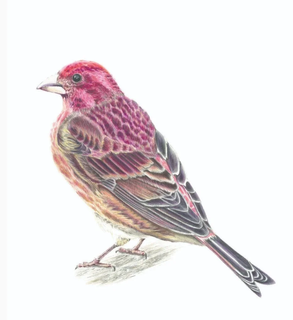 Purple Finch